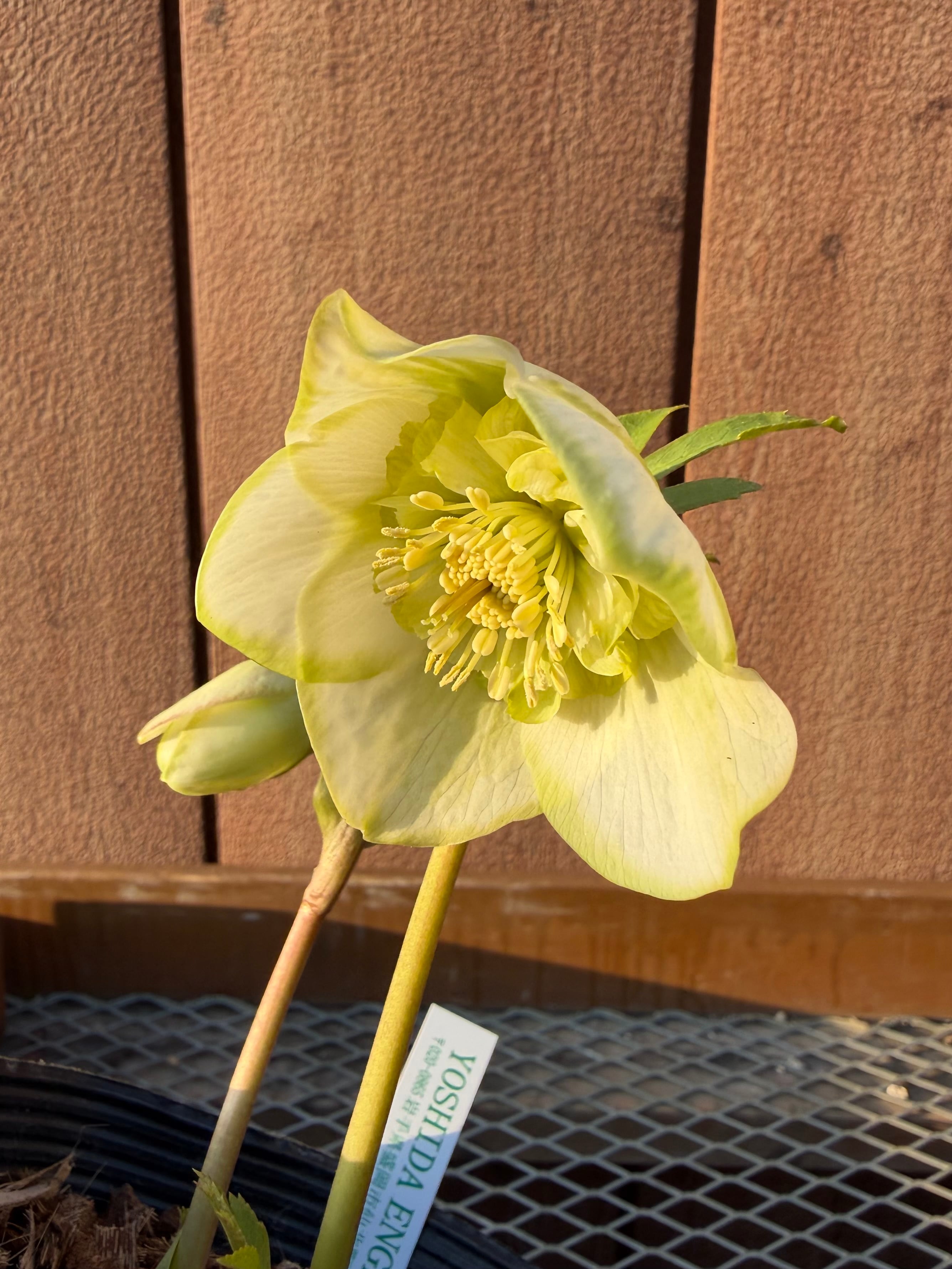 あしかがフラワーパーク