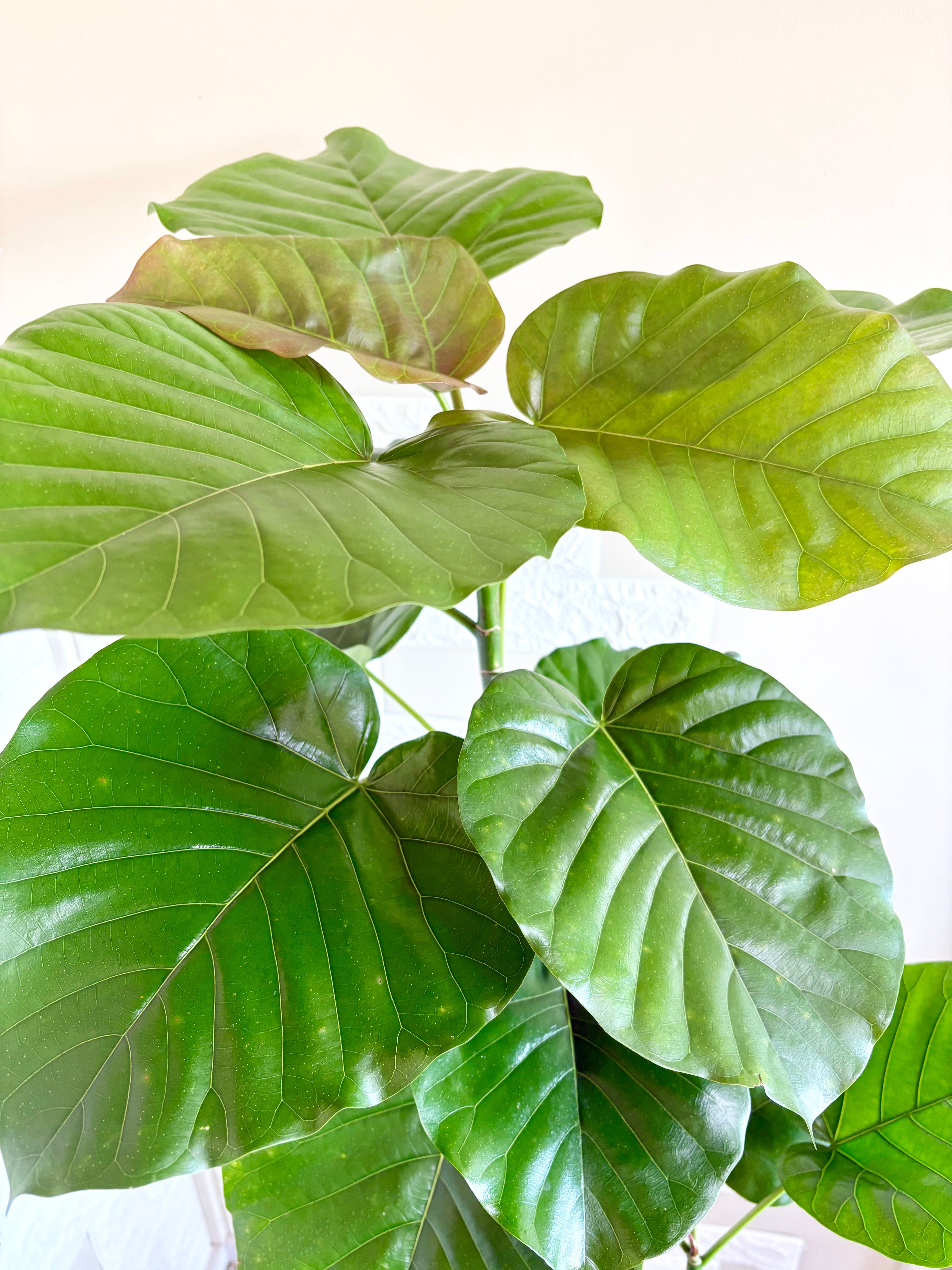 現品】フィカスウンベラータ 大型 リビングサイズ 観葉植物 | 観葉植物