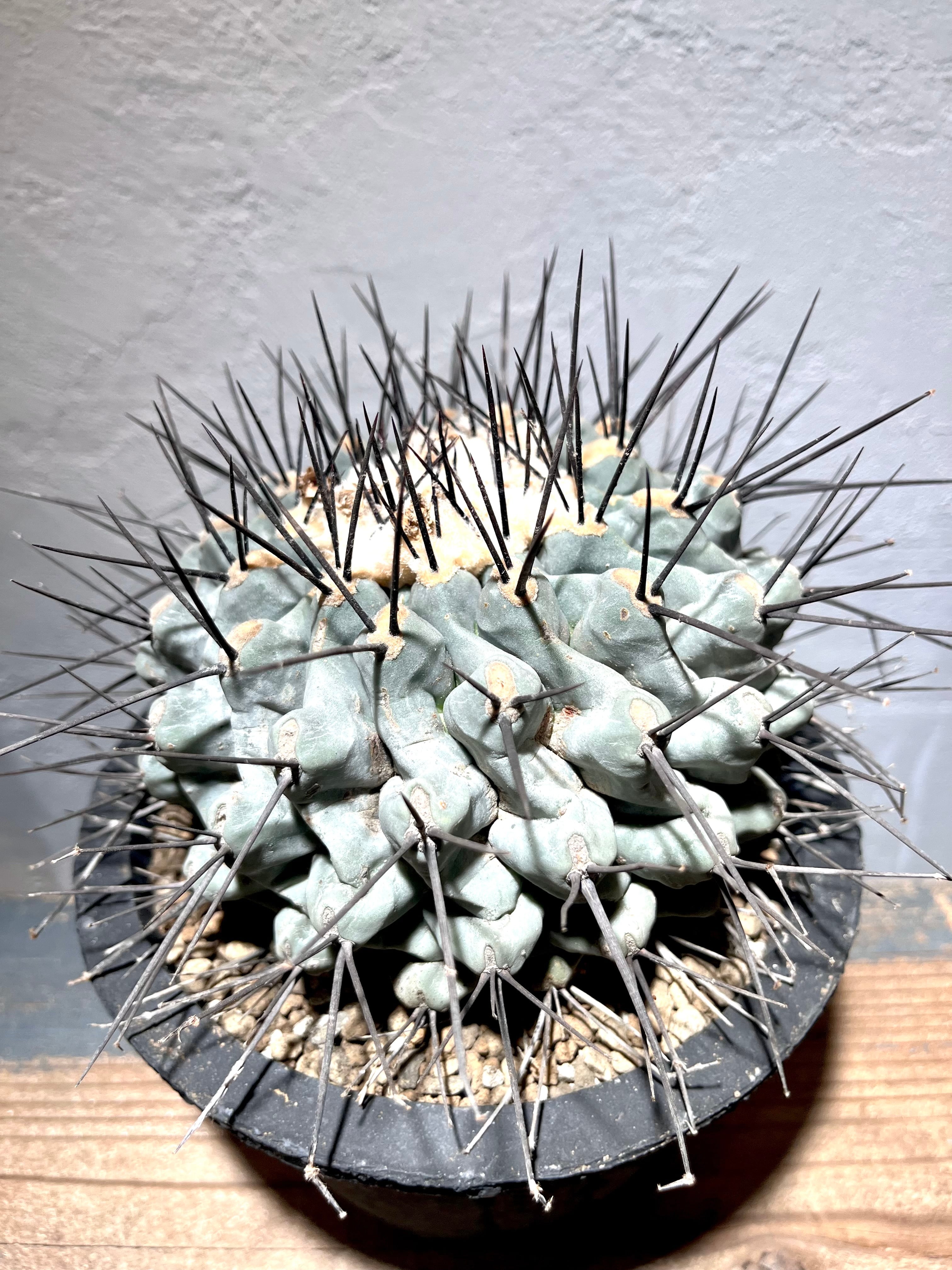 多肉植物 サボテン 眠獅子 テロカクタス 抜き苗 15 件の「ｶｸﾀｽ ﾃﾛｶｸﾀｽ 眠