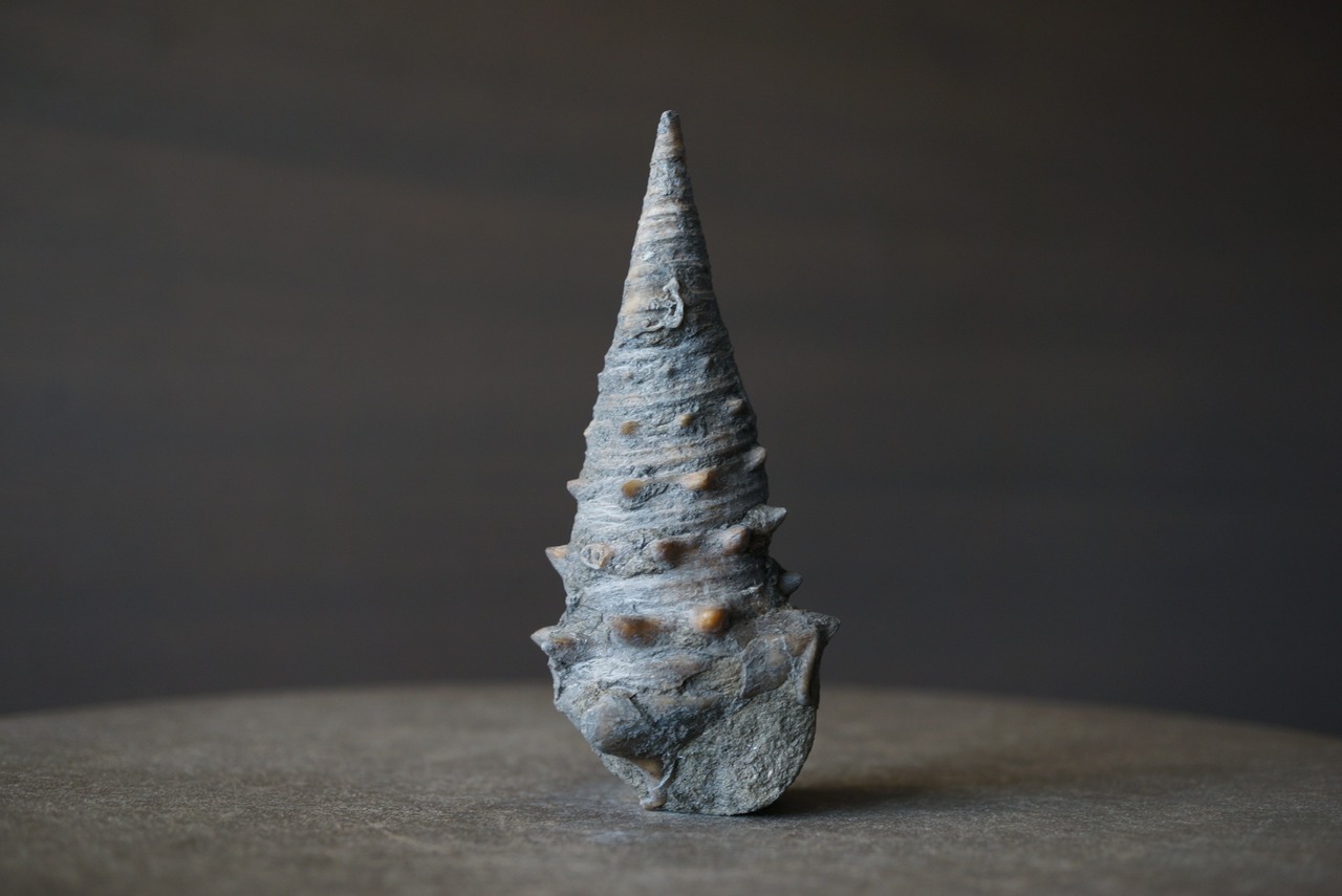 岡山県産ビカリア化石 Vicarya yokoyamai 1813