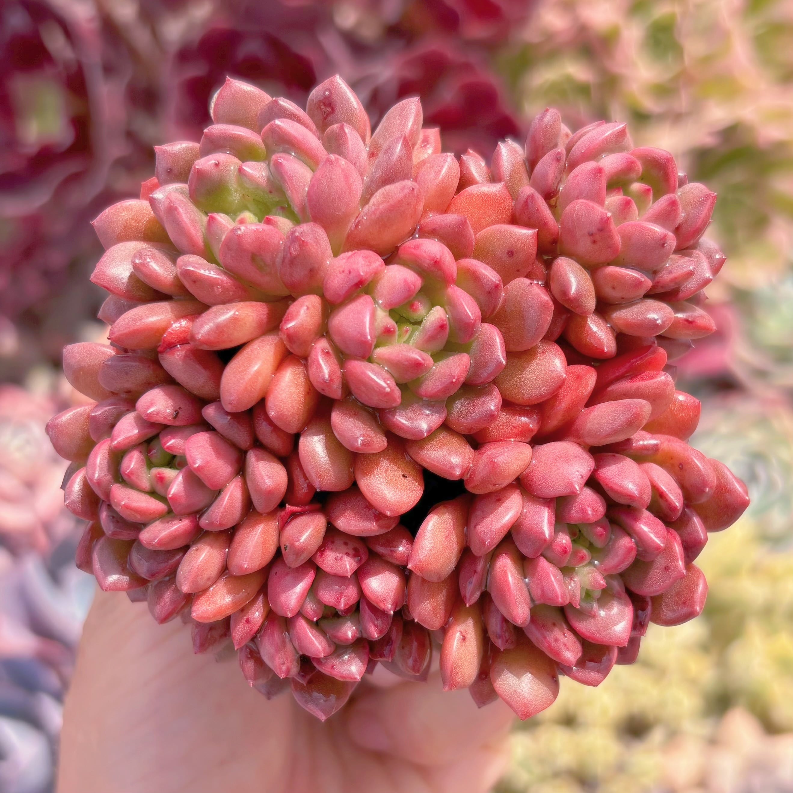 多肉植物　ピンクルルビー　群生　新入荷　るる農園