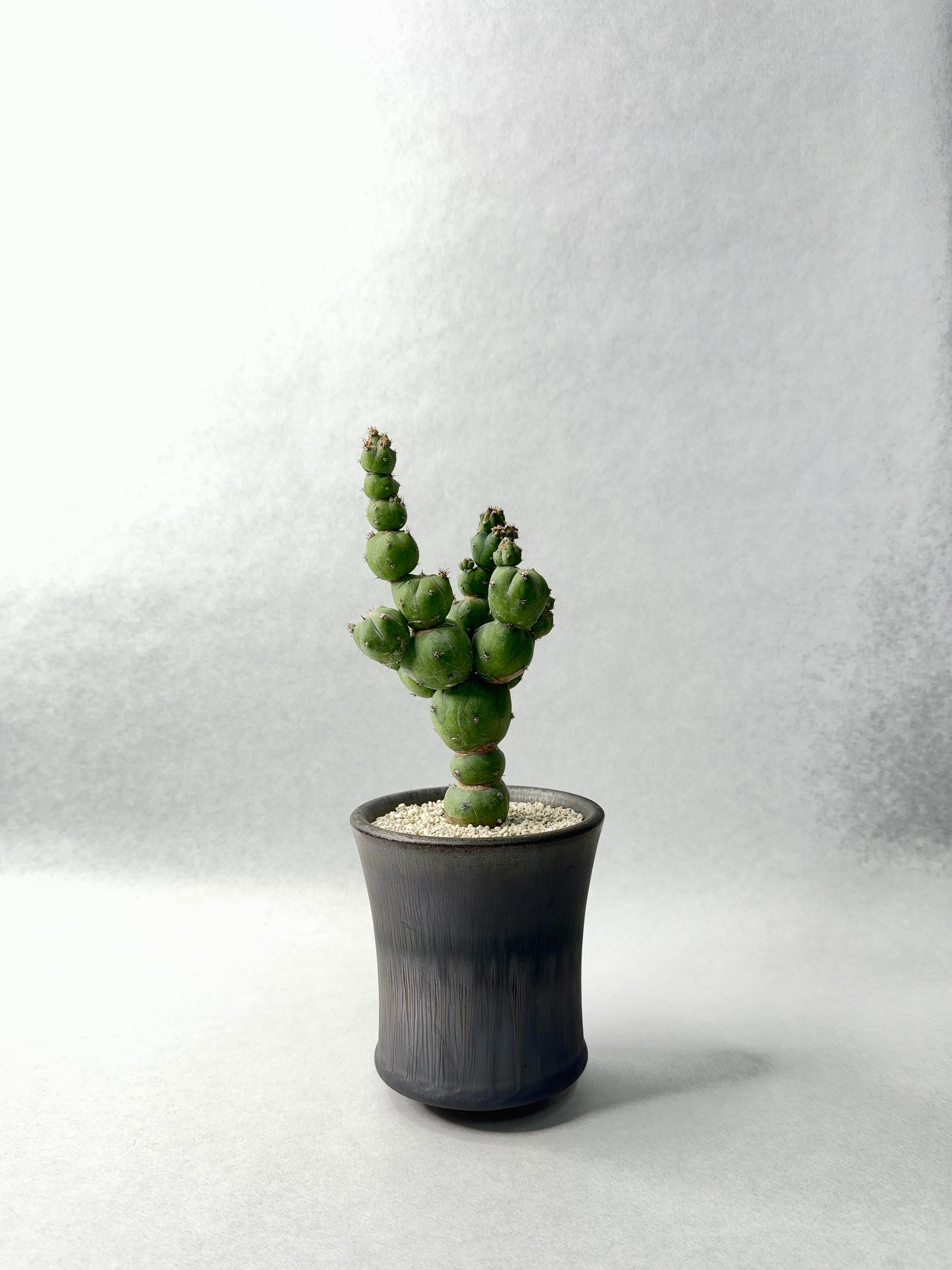 ミルチロカクタス・竜神木モンストローサ | trigger