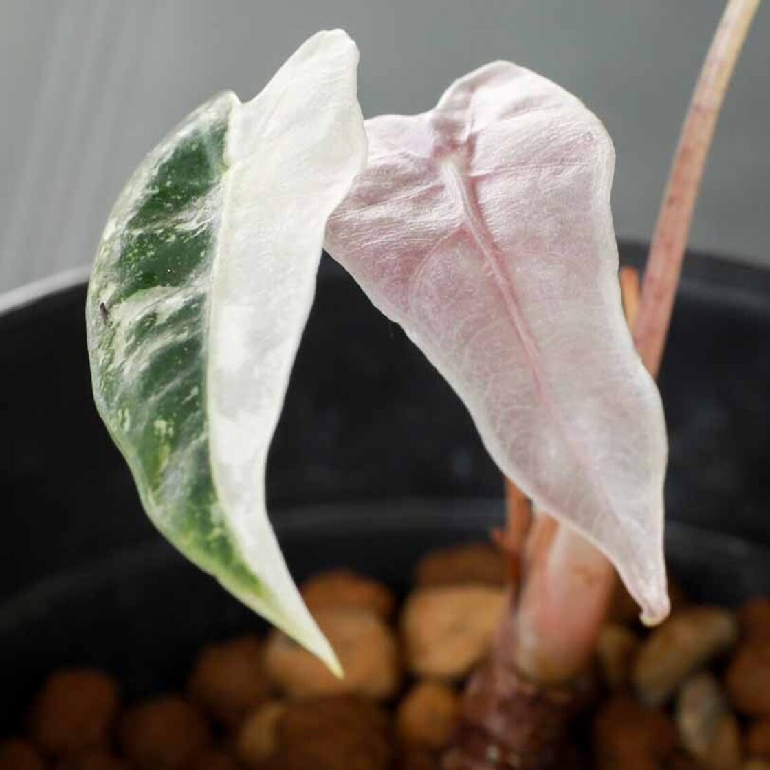 アロカシア バンビーノ ピンク斑入り Alocasia Bambino pink 