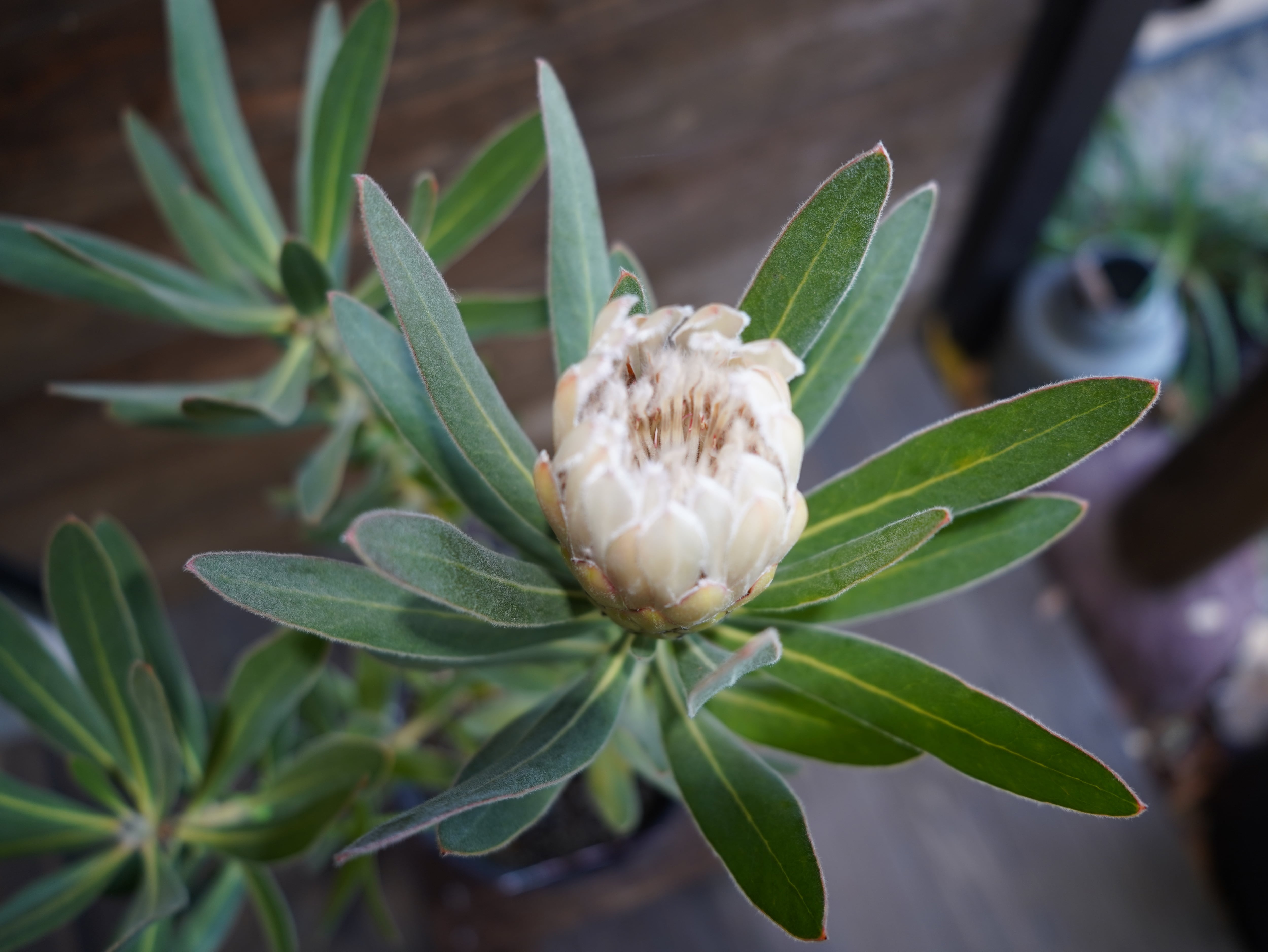 【現物】プロテア  "オーストラリスアイス"