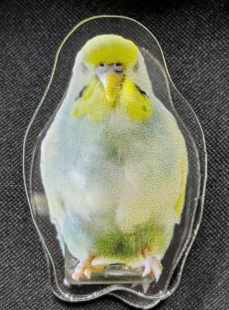 セキセイZOO