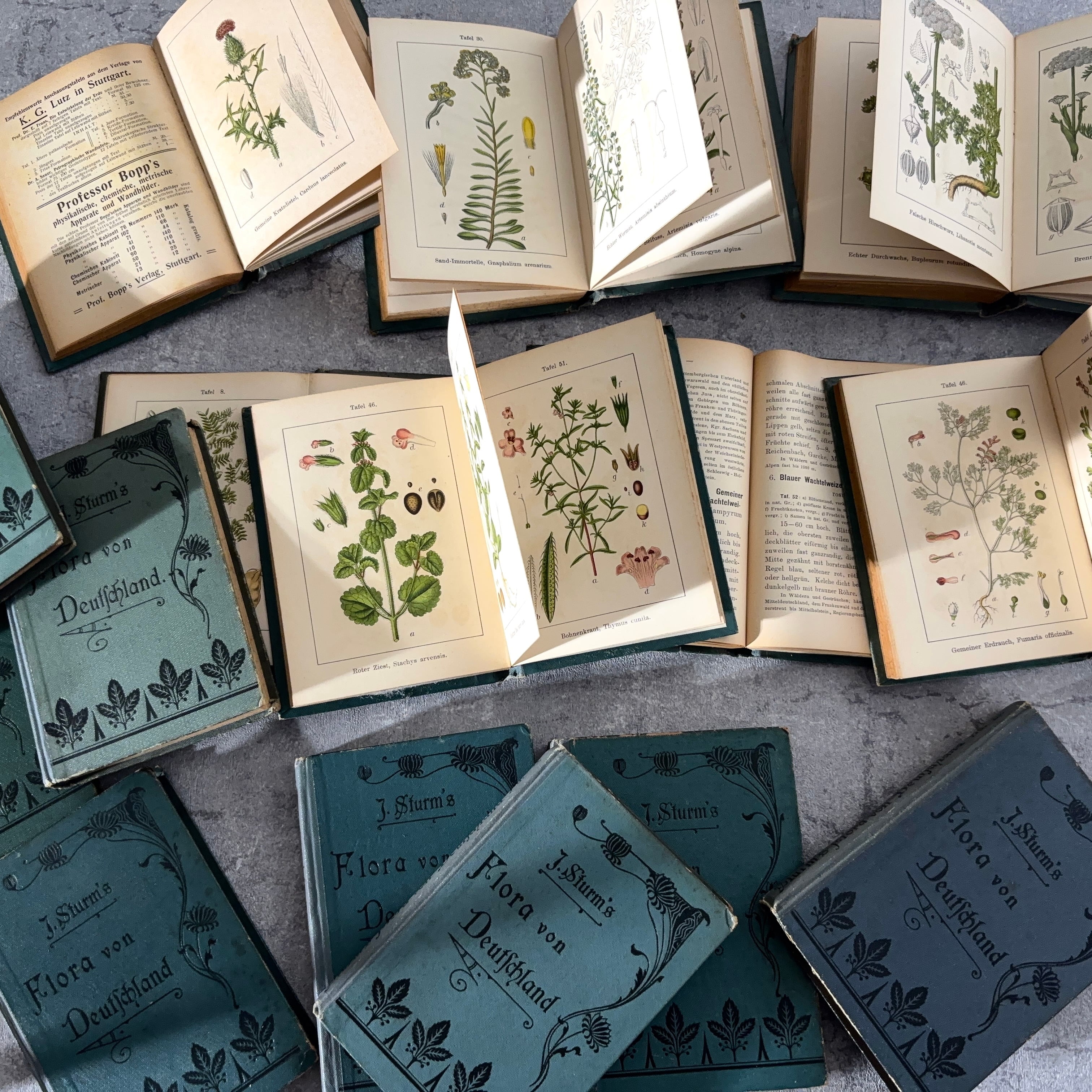 植物図鑑 | べるりんのーと ANTIQUE & VINTAGE