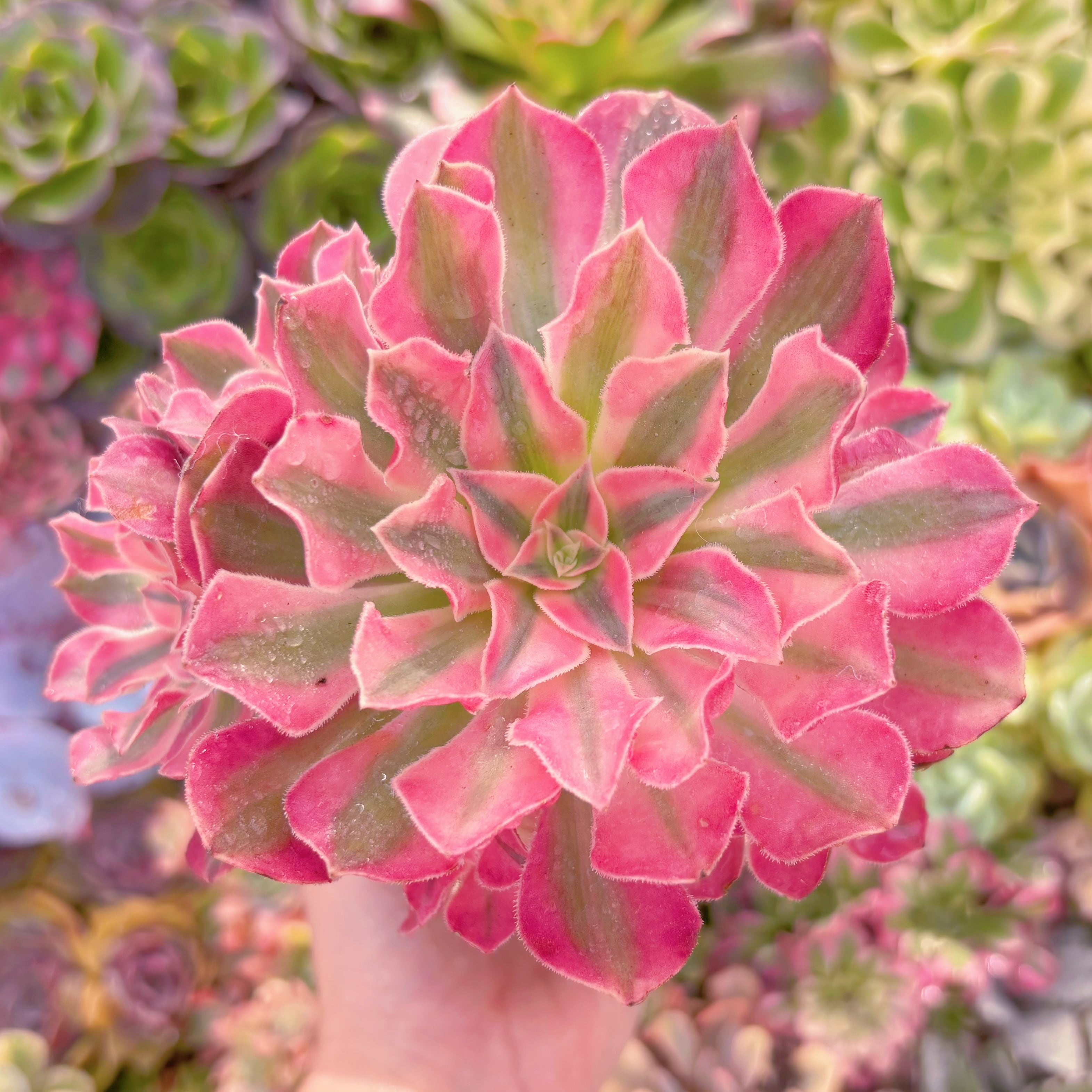 現品　美姫#A047　群生　るる農園