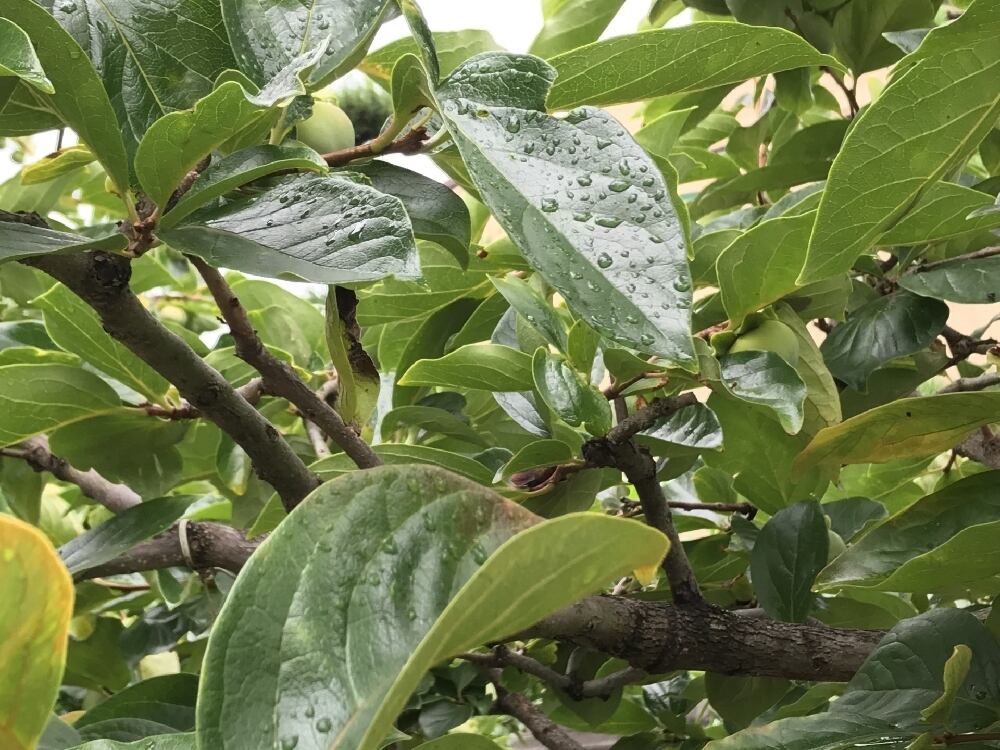 紀州産柿の葉エキス100mL:301】和歌山県産・無農薬有機栽培柿の葉100