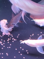 アルビノシルバーアロワナ