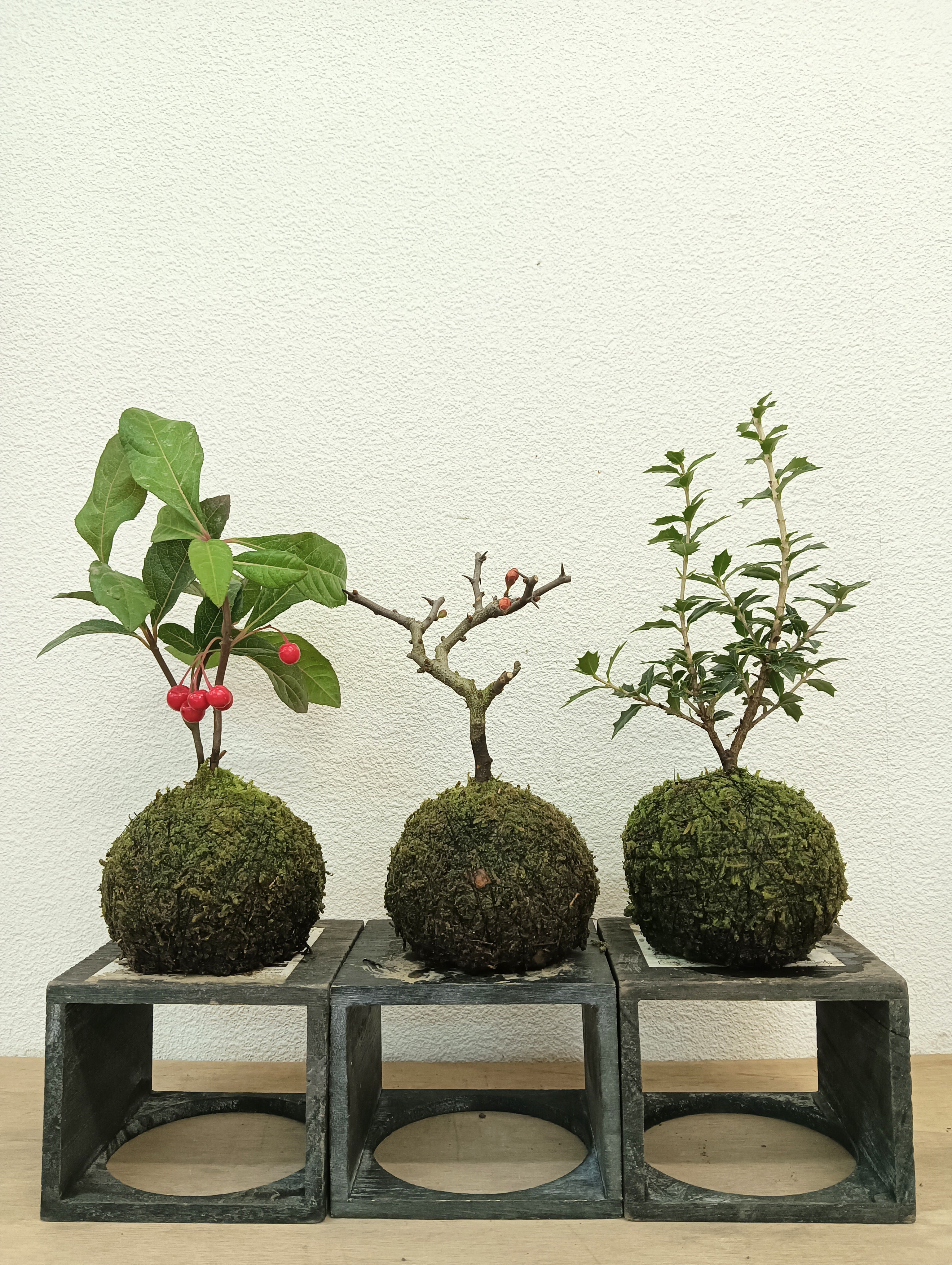 NORA spin off ノラスピンオフ ～阿賀の苔玉～ 旅する苔玉屋 苔玉・苔