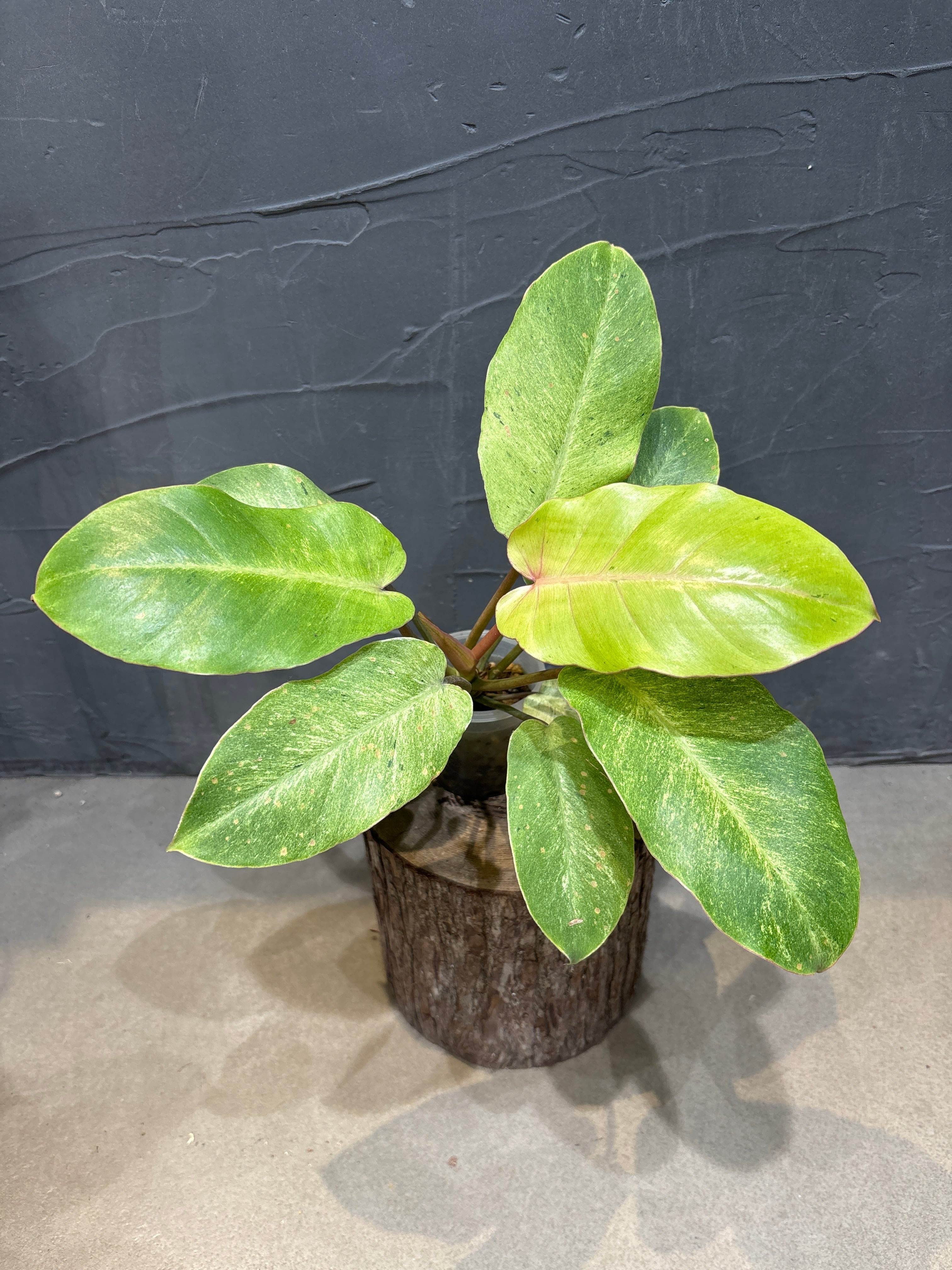 1 組織培養株 フィロデンドロン キャラメルマーブル ファイヤータイガー B フィロデンドロン キャラメルマーブル ファイヤータイガー