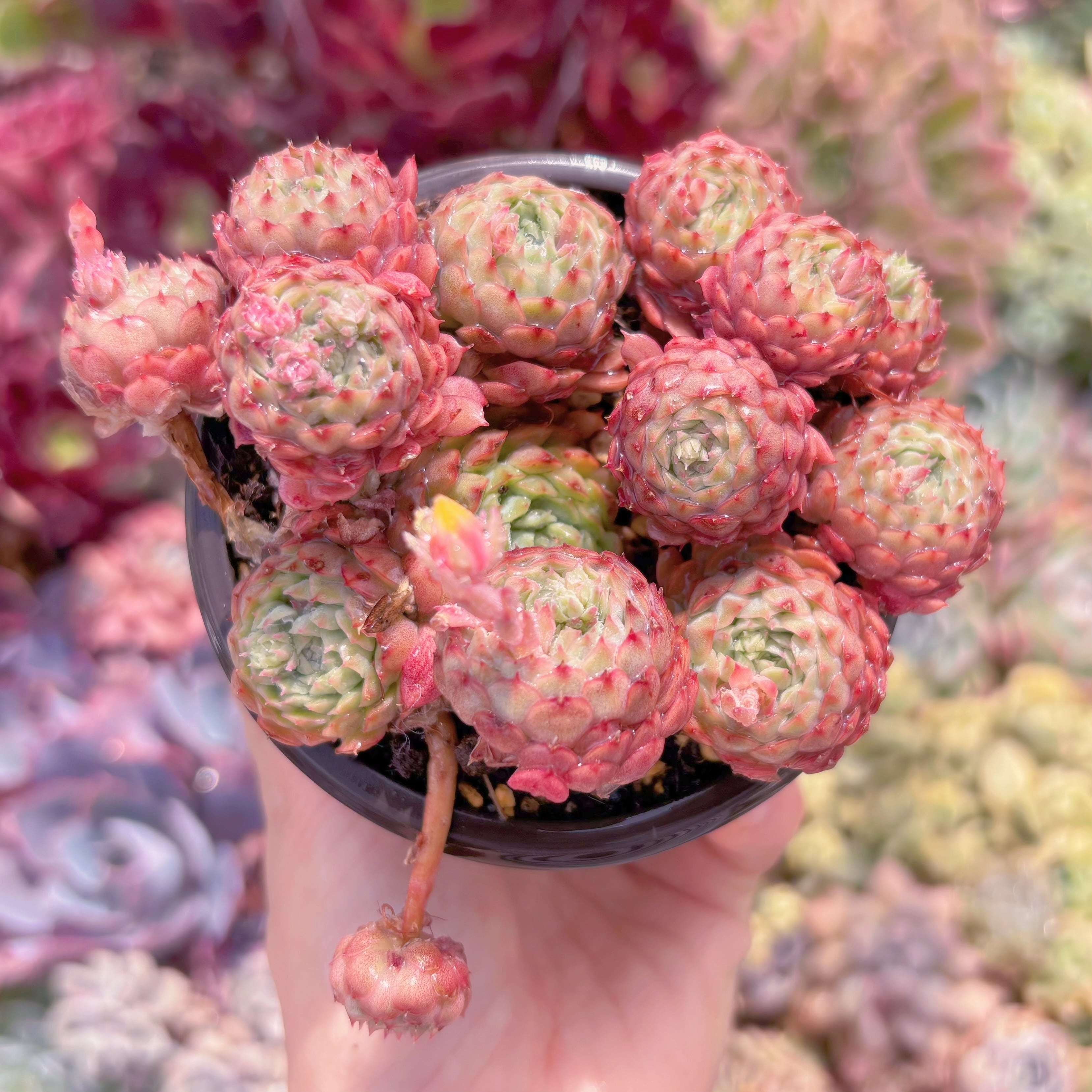 現品　ハチミツボール#579　群生　新入荷　るる農園