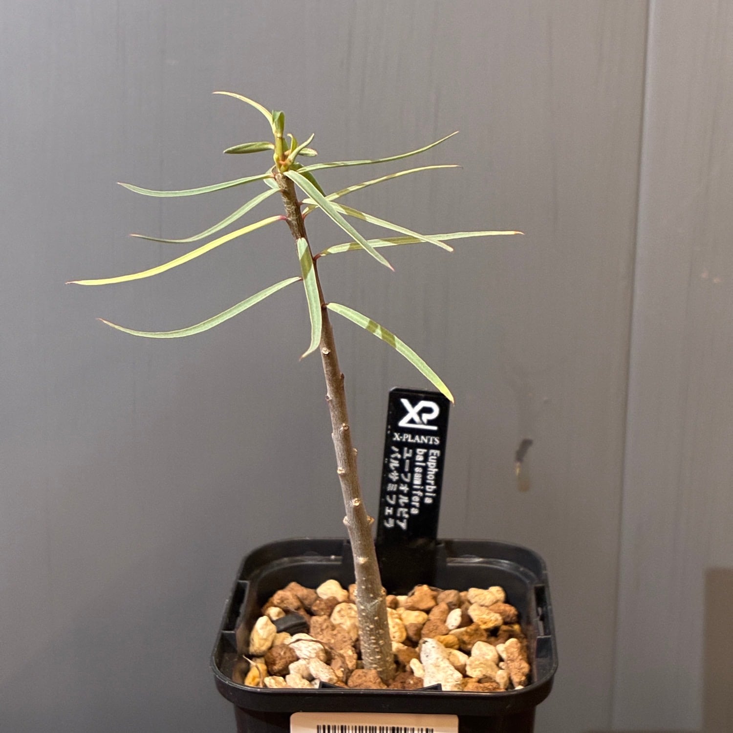 多肉植物 | PROTOLEAF プロトリーフ