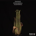 【送料無料】Hohenbergia magnispina〔ホヘンベルギア〕現品発送H0102