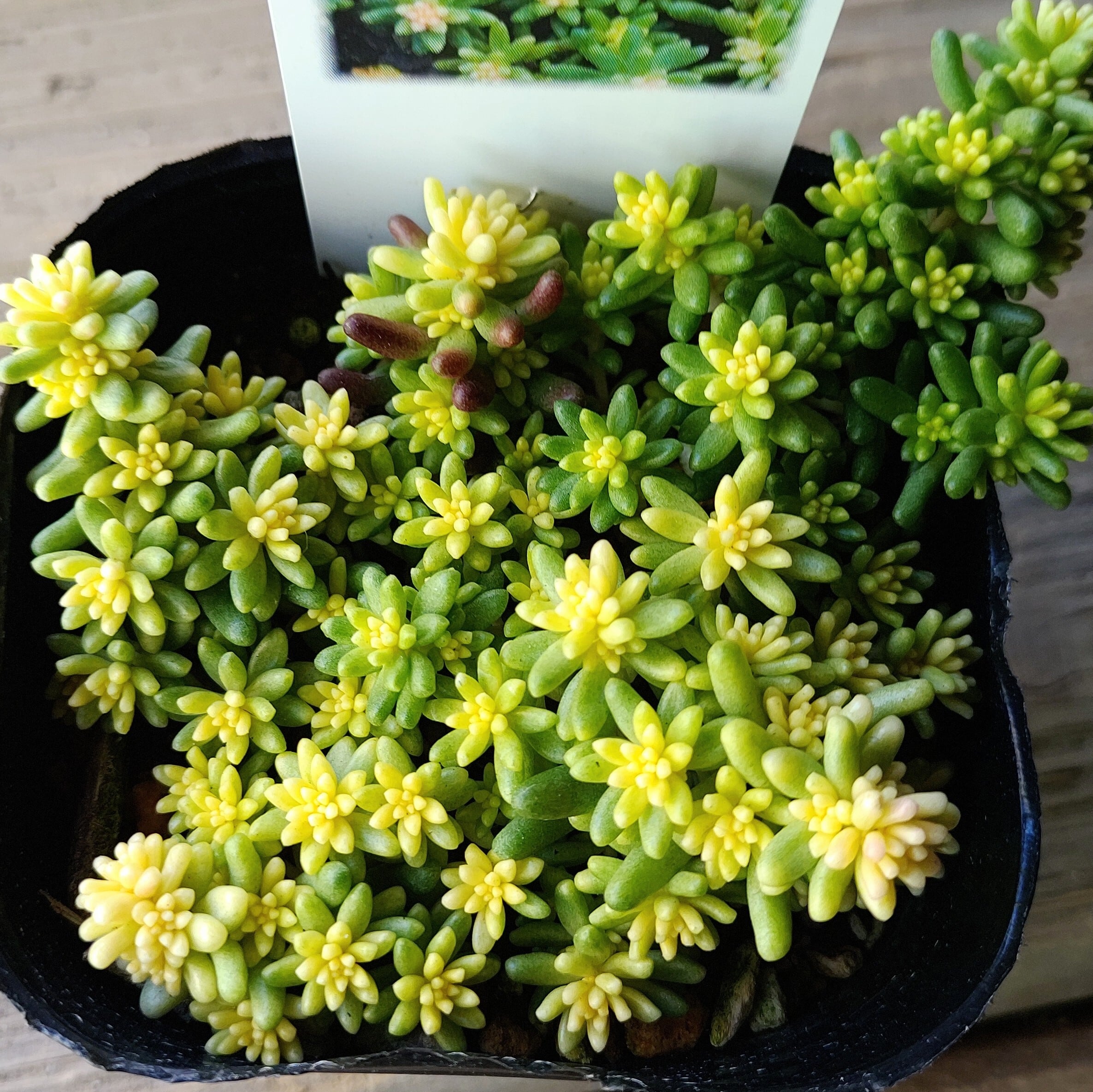 アルブム スプレンドレ | RuPo 多肉植物専門店