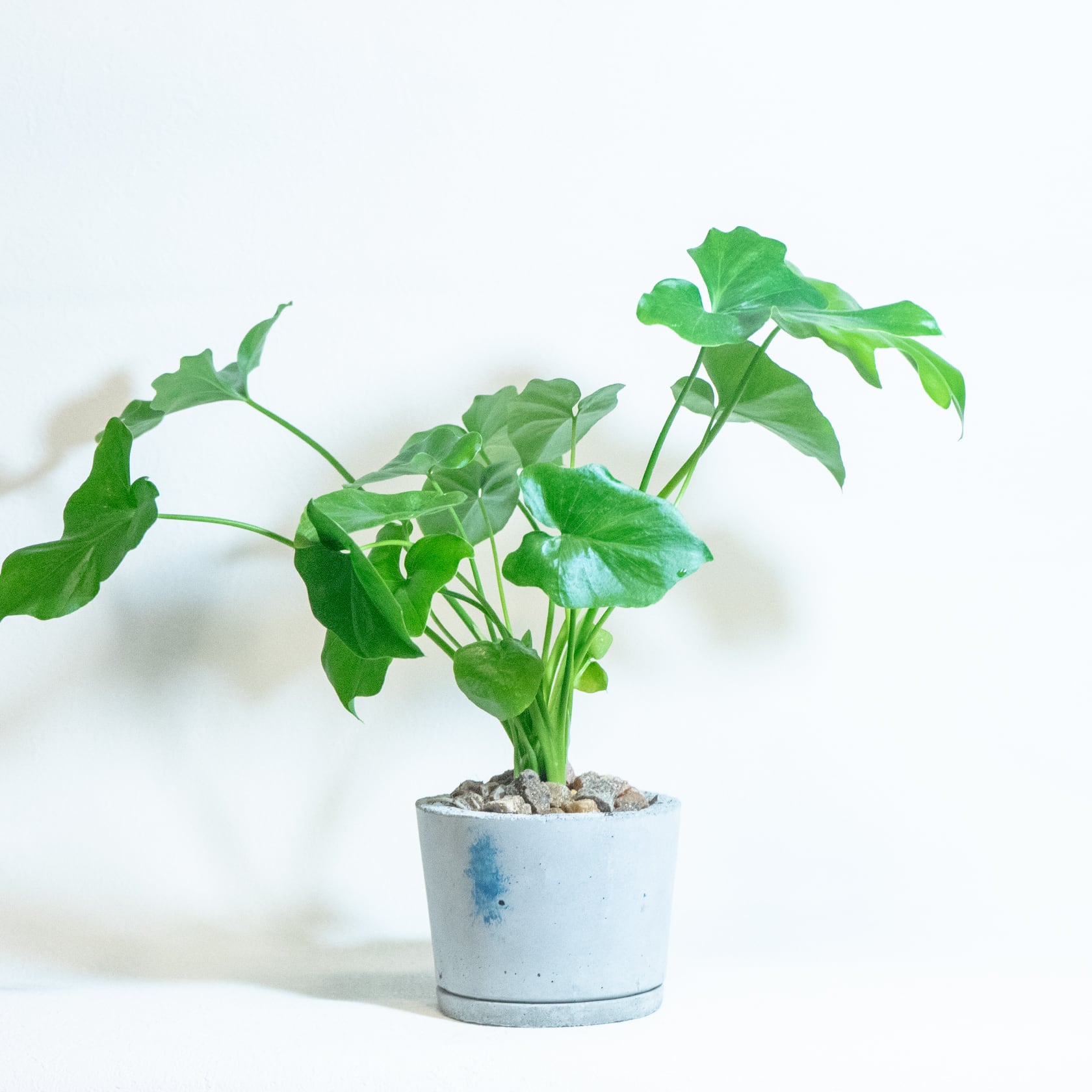 ＼送料無料／≪ 観葉植物 ≫室内管理もオッケーなセロームの鉢植え｜シンプルでお部屋を選ばない手作りモルタル鉢