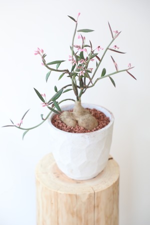 モナデニウム ルベルム/Monadenium montanum var. rubellum　※陶器鉢付き