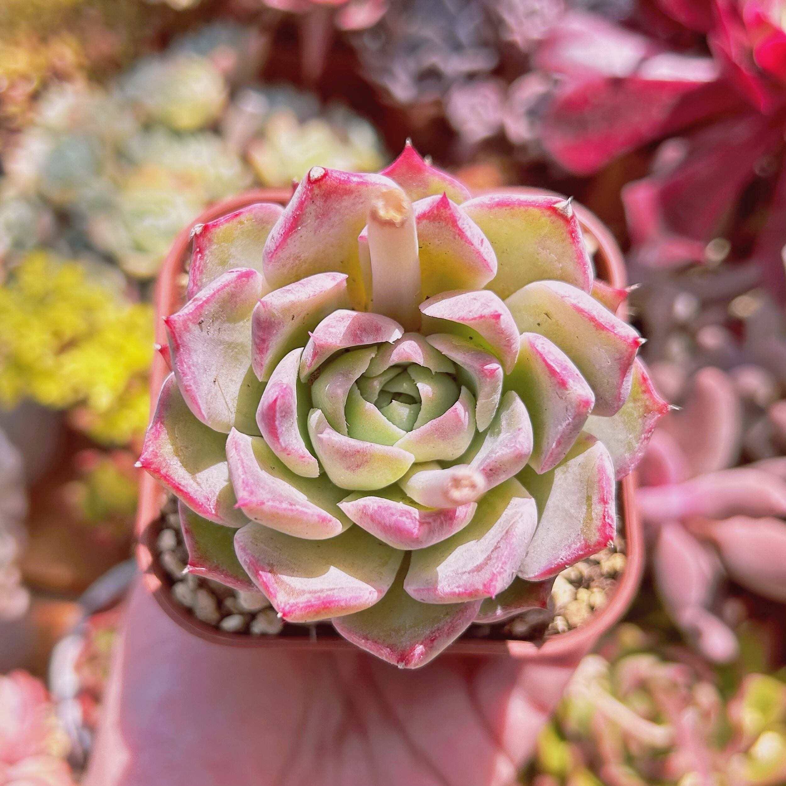 #065現物　多肉植物　ルビンxヒアリナ　特大　抜き苗