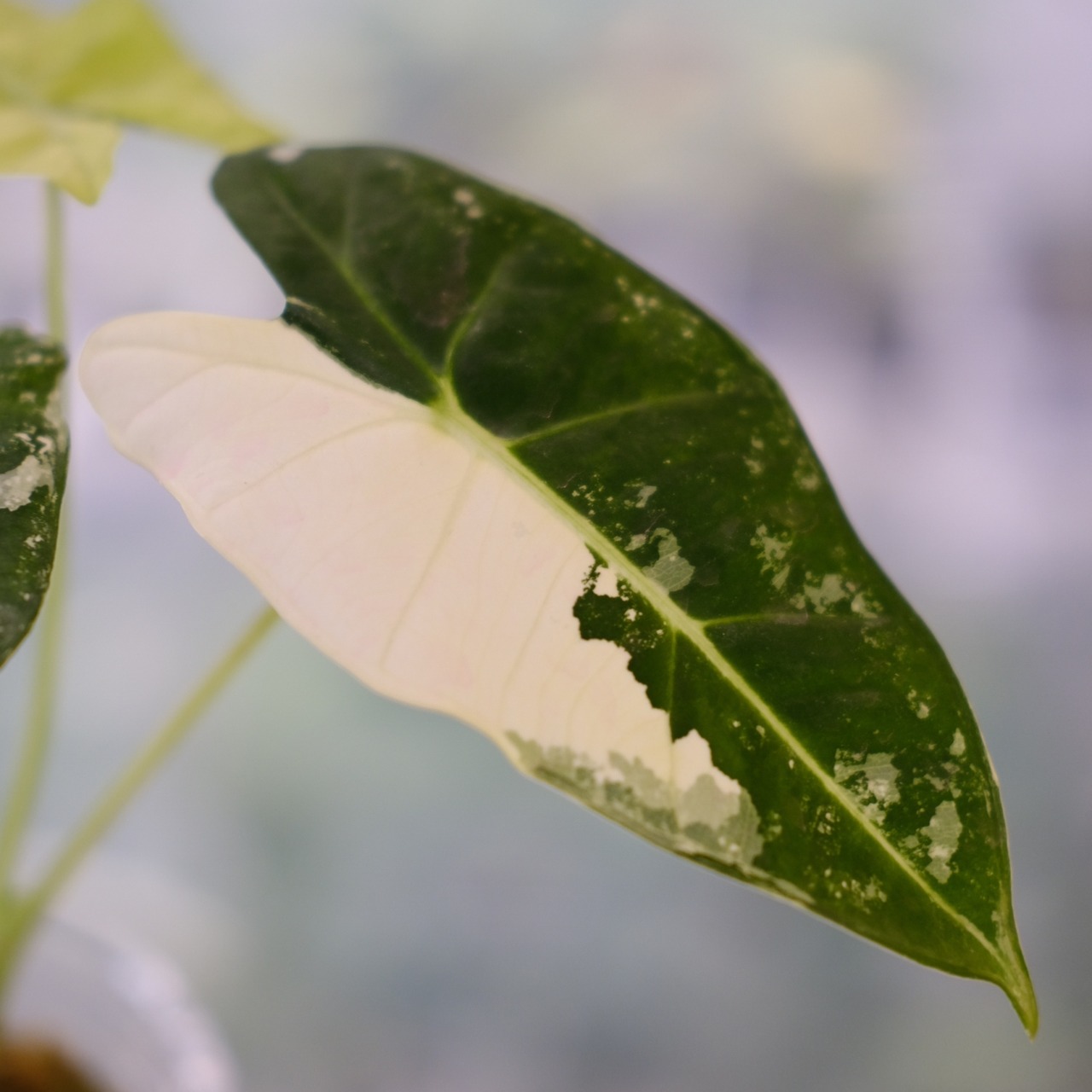 アロカシア グリーンベルベット / Alocasia Green Velvet③ / 観葉植物