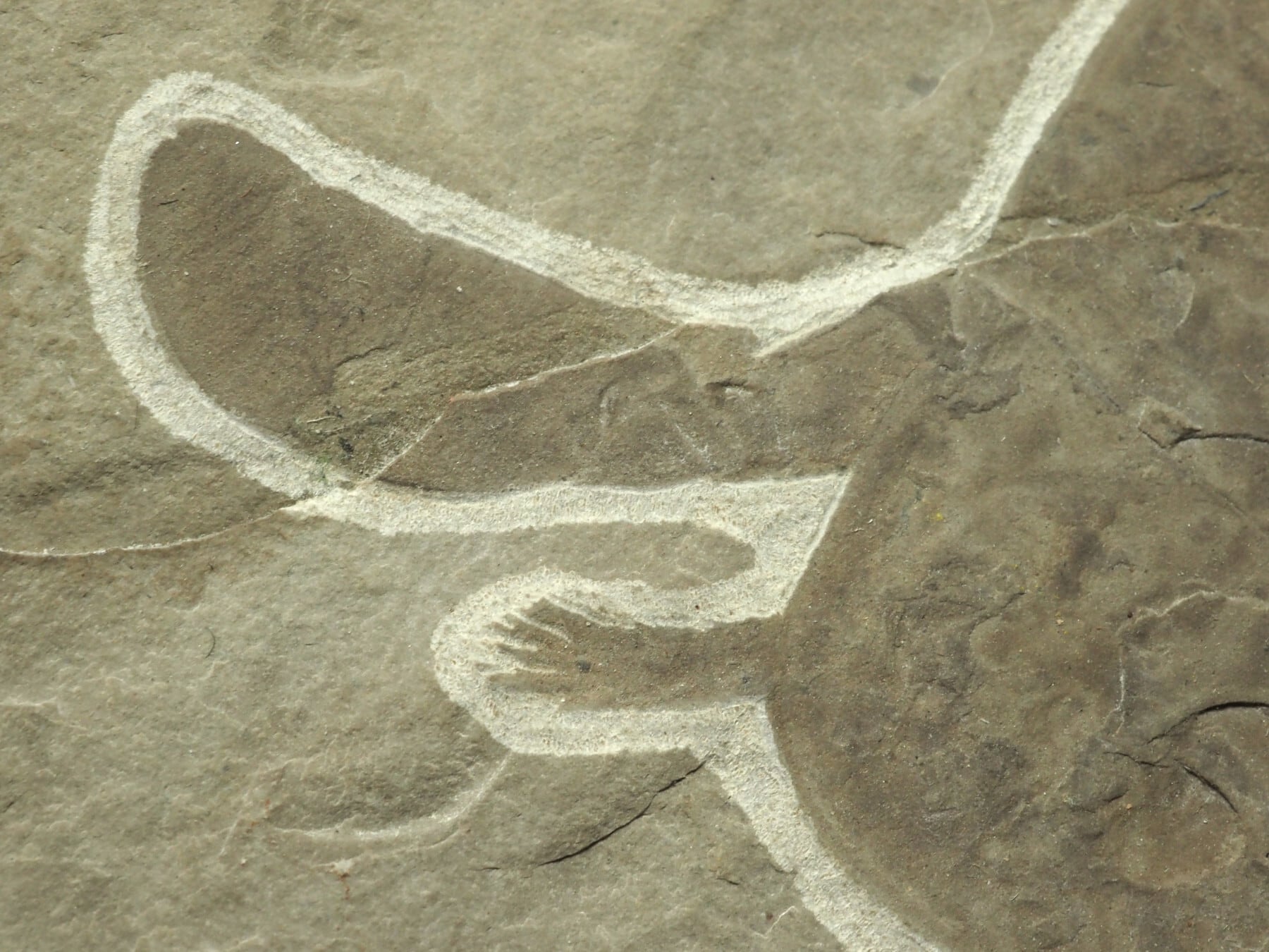極上！ウミサソリの化石【Eurypterus remipes】【1579g】アメリカ
