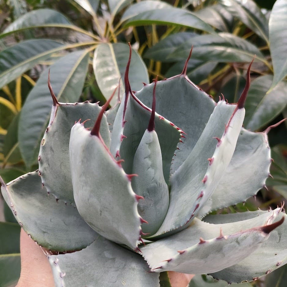 アガベ パリー トランカータ agave parryi truncata P5 【訳あり