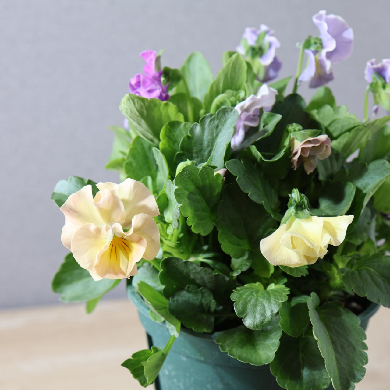 432『ビオラ ジュエルボックス パステルフリル パスフリ』 【送料無料