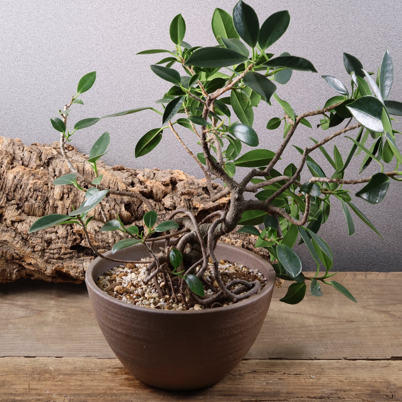 678『ガジュマル 盆栽仕立て』観葉植物【送料無料】 | MARX PLANTS