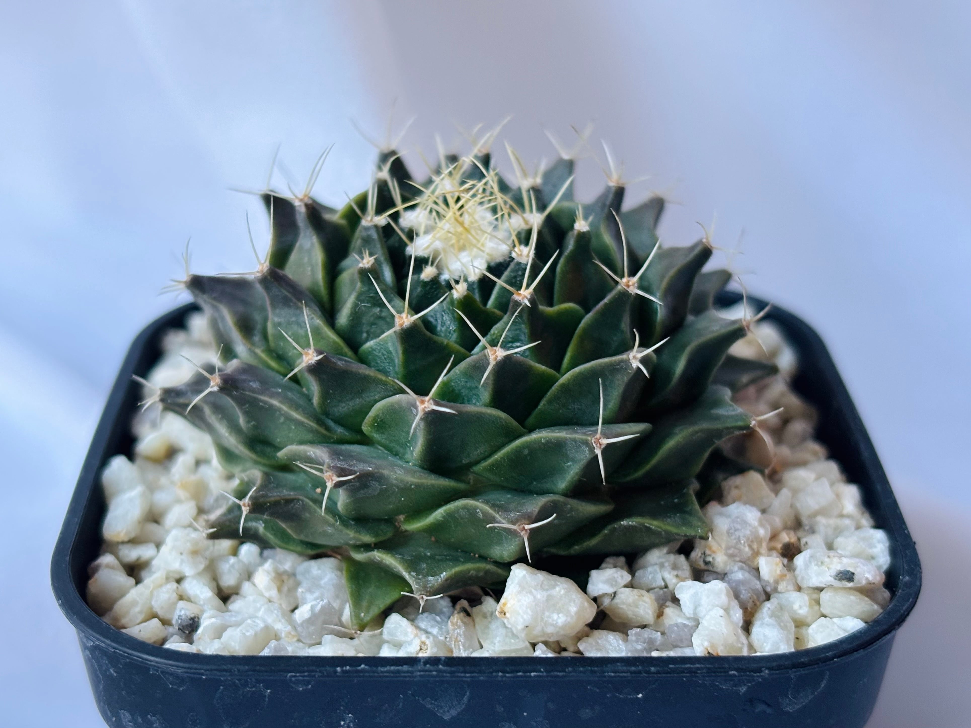 Obregonia denegrii オブレゴニア 小疣帝冠 サボテン