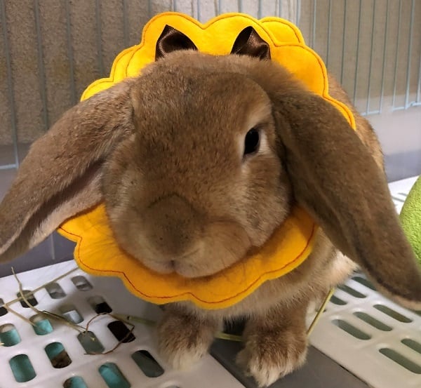 Chouchouオリジナル うさぎ用エリザベスカラー ウサギ用エリザベスカラー うさぎ術後ケア Chou Chou シュシュ うさぎ用品
