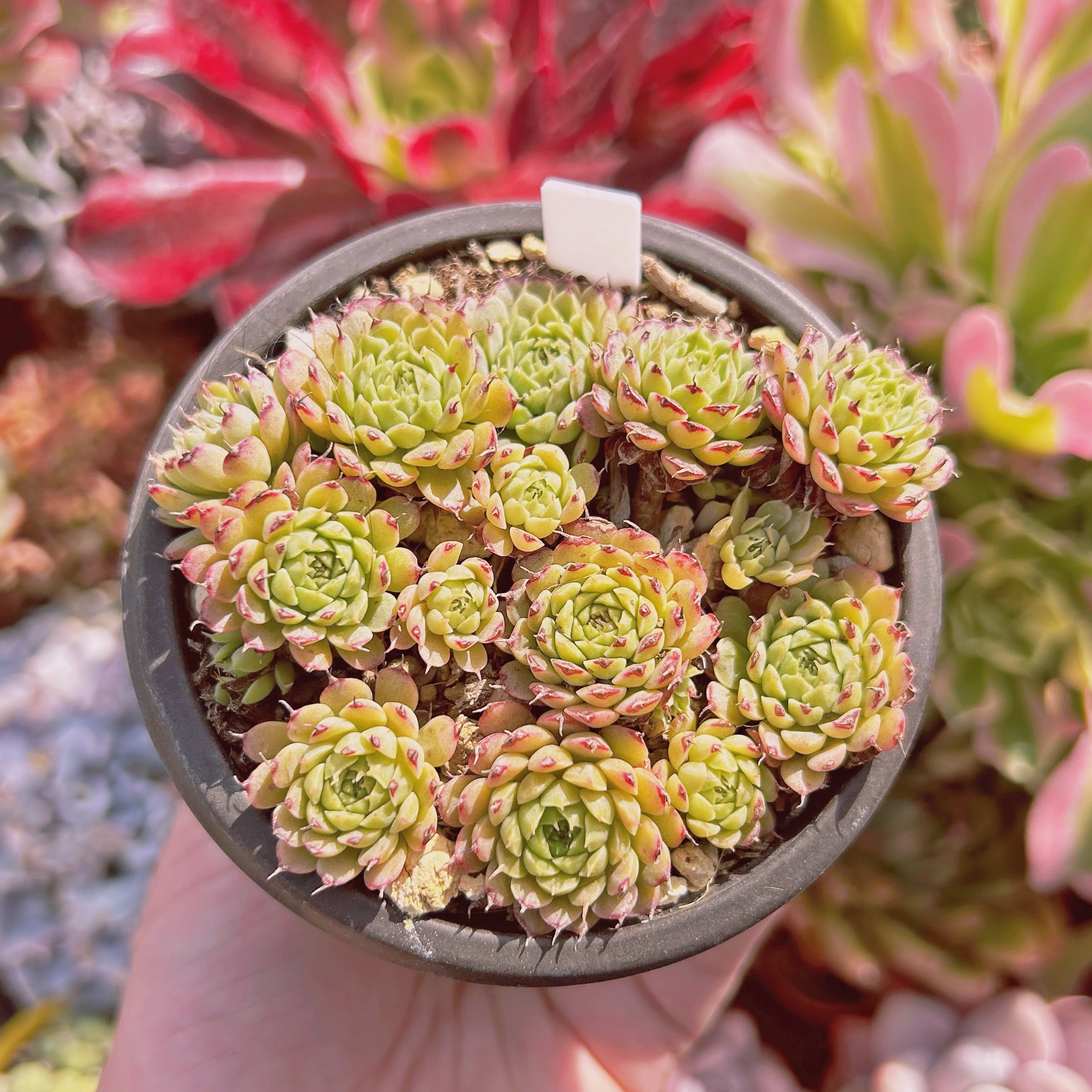 #815現物　グリーングロブローサ　抜き苗