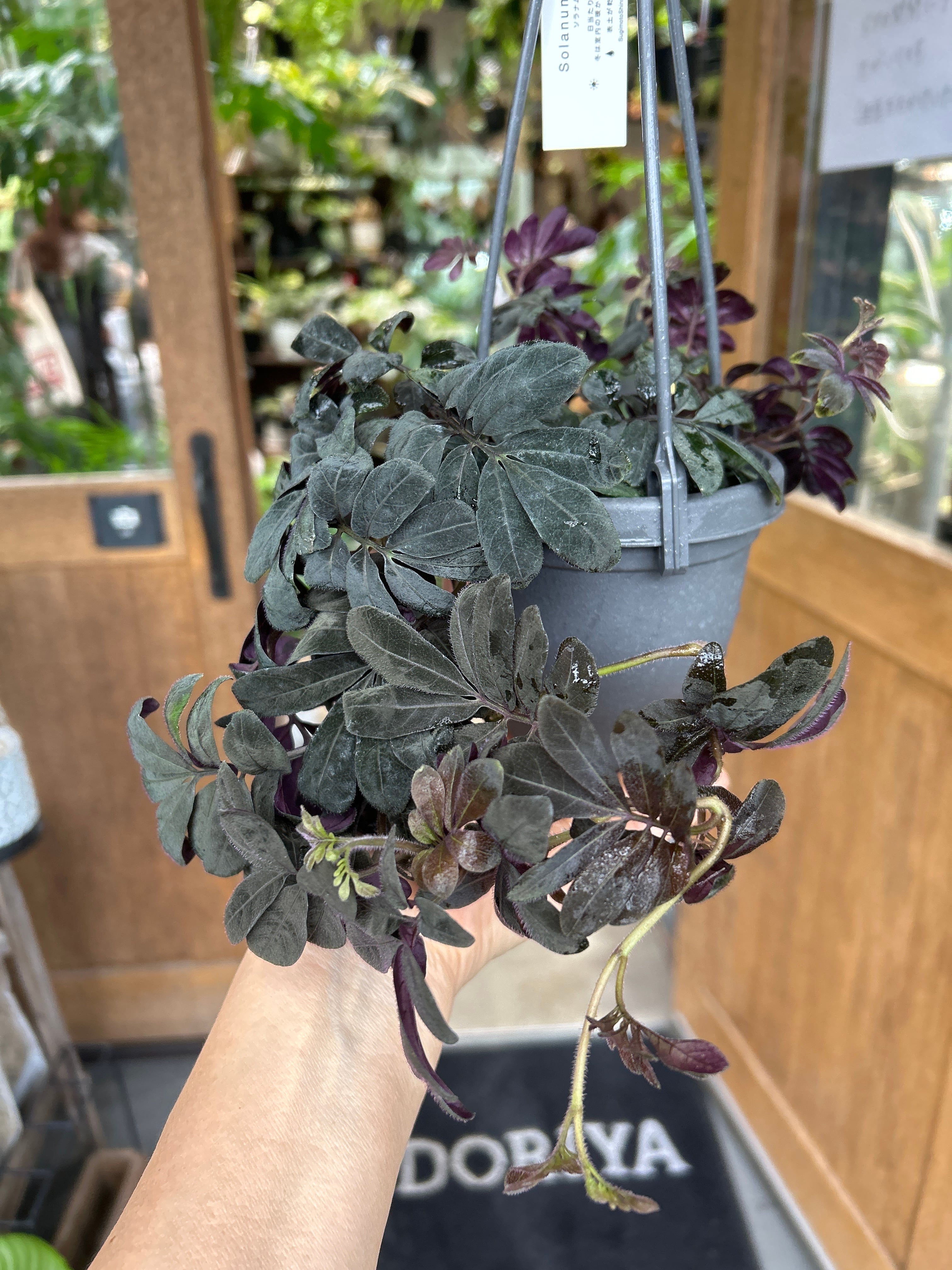 S221 スキンダプサス バクダパティ | MIDORIYA 観葉植物専門店