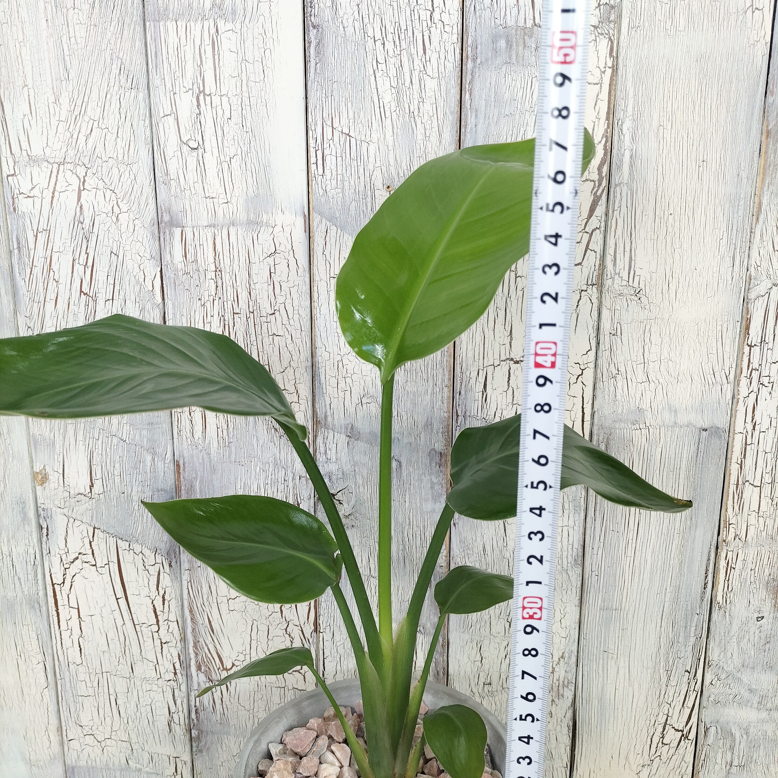 ストレリチア オーガスタ 観葉植物 | 陽華園