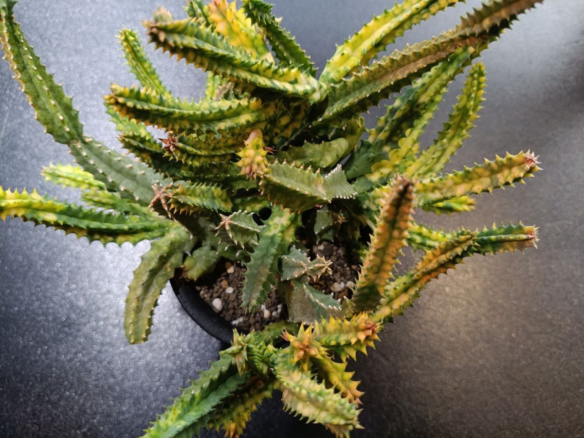 Huernia zebrina variegata フェルニア ゼブリナ錦 | サボテンと多肉