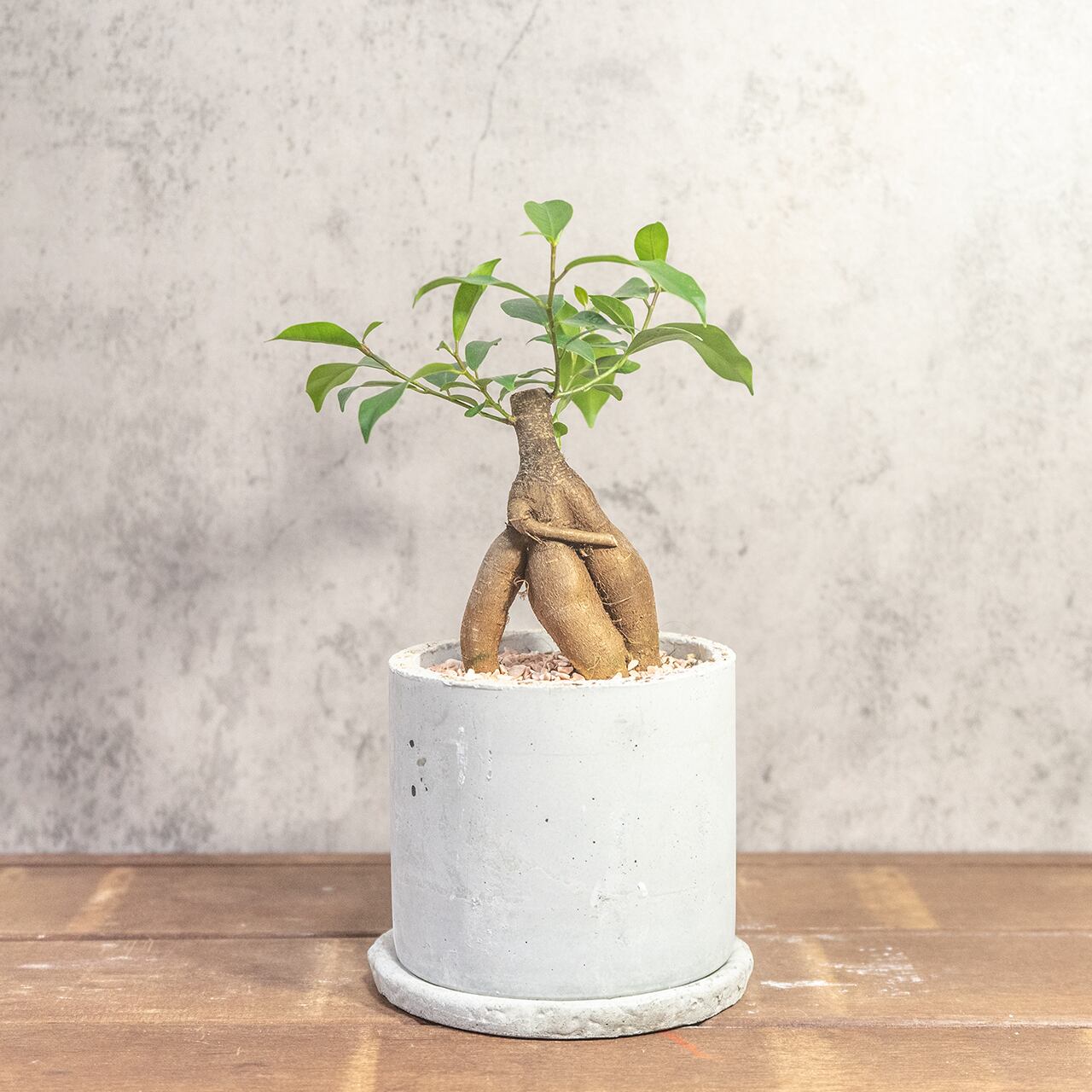 手づくりモルタル鉢仕立て 躍動感ある根形が魅力のガジュマル 根の健康を守る独自配合の用土を使用した一株ごとの厳選仕入れ個体■虫発生抑制【全国一律送料850円】