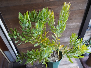 【現物】リューコスペルマム "スカーレットリボン" C