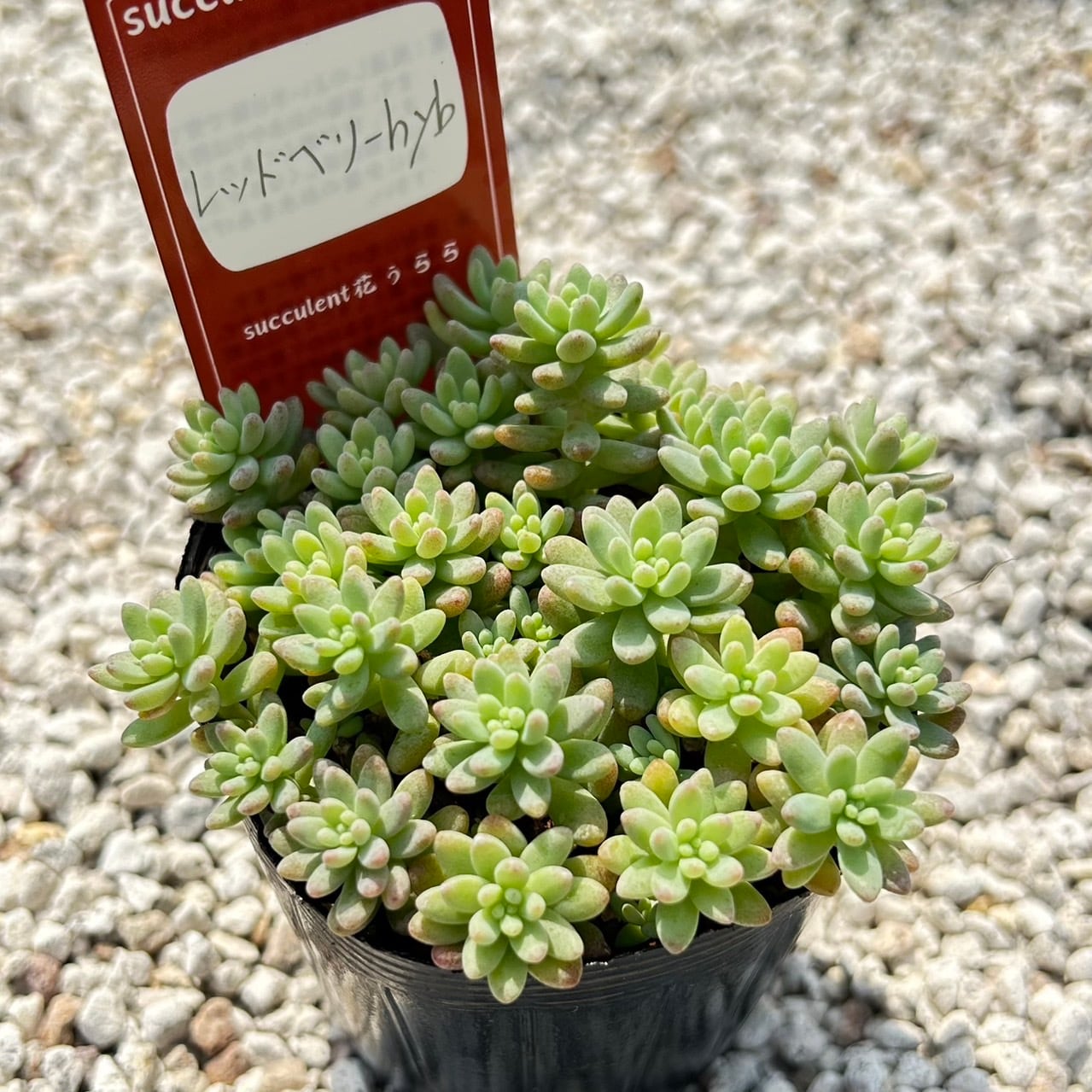 モーニングデュー 一寸鉢 多肉植物 エケベリア | PAY ID
