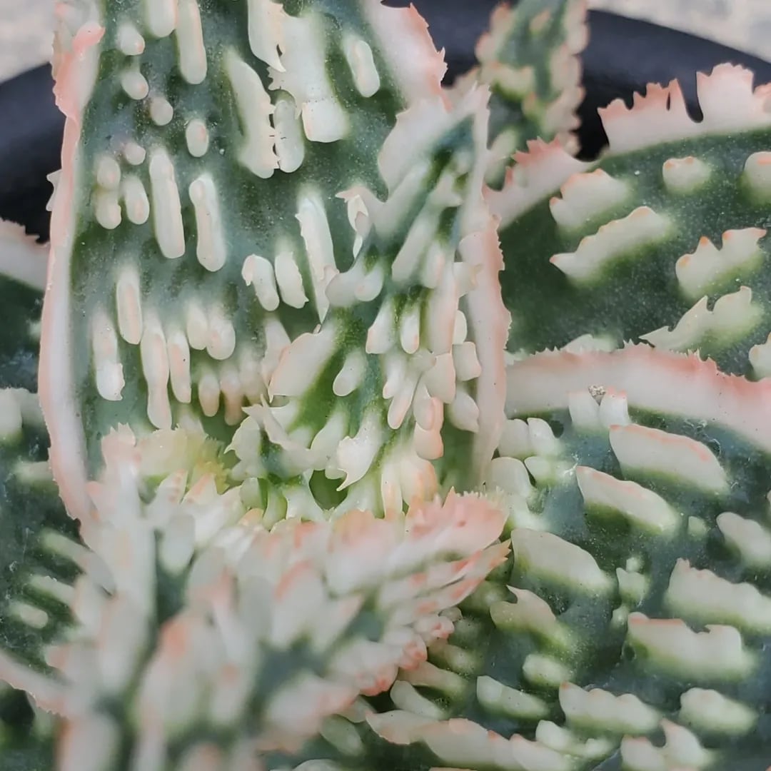 アロエハイブリッドTCT子株 F00473_Aloe Hybrid（TCT）：アロエ・ハイブリッド（子株