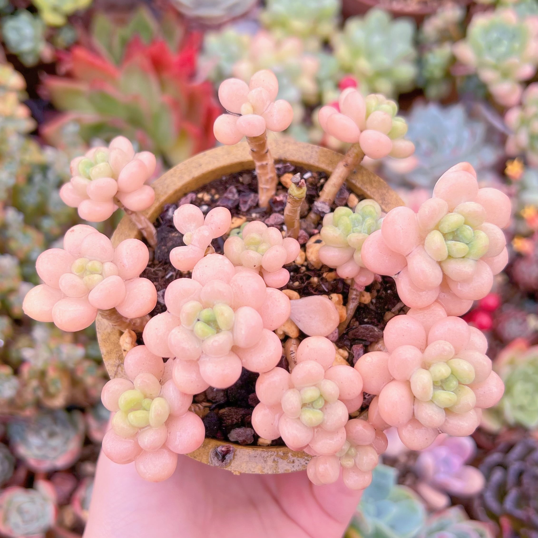 現品　丸葉ストロベリーミルク#665　群生　るる農園