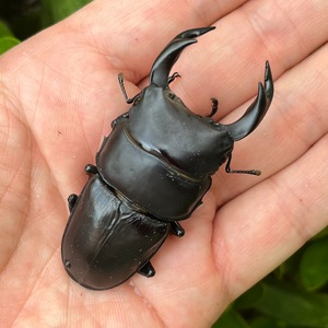 岡山県岡山市産オオクワガタペアF1個体（♂70mm） #6740