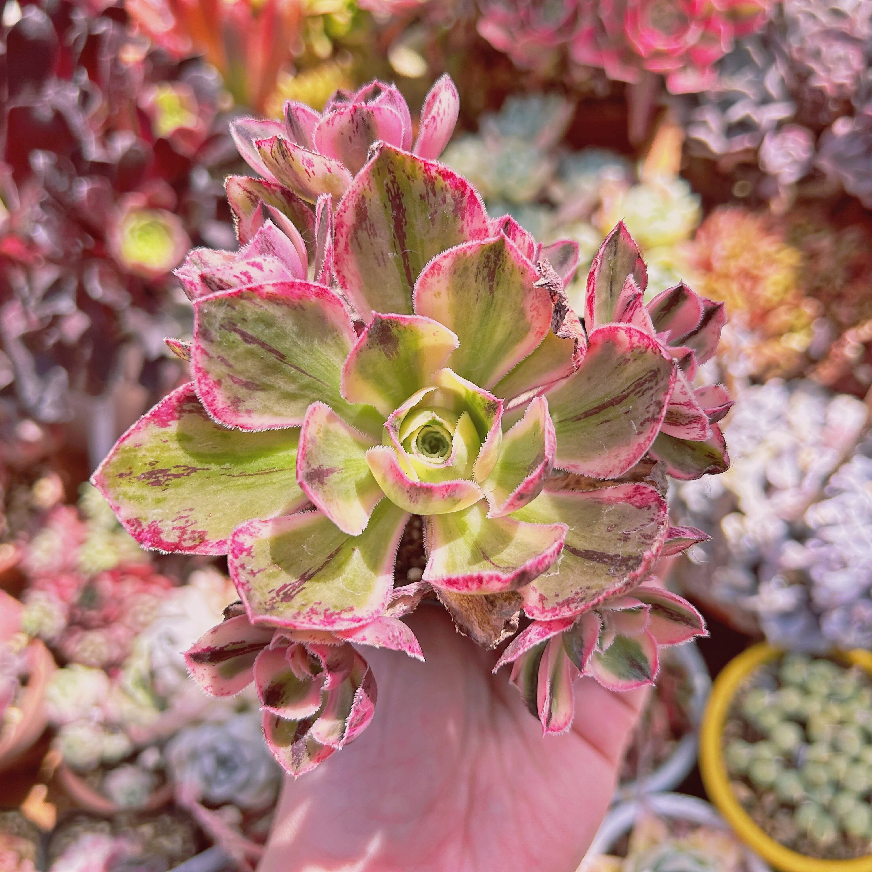 多肉植物　ロスコープ錦　5頭以上　