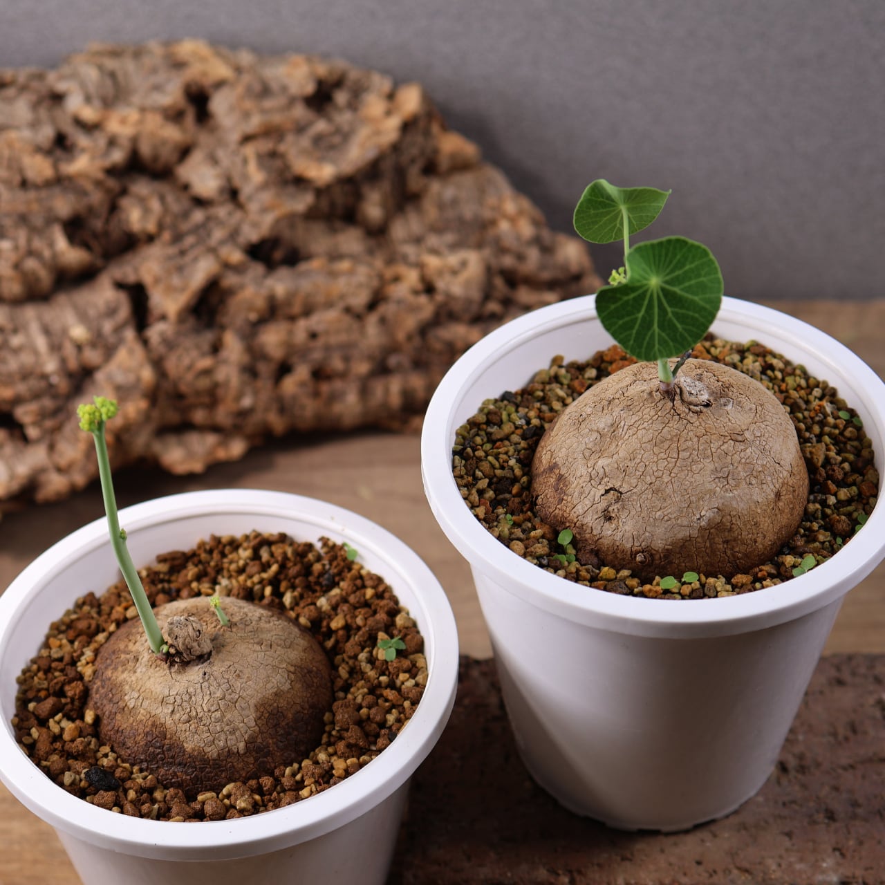 728『ステファニア エレクタ』 観葉植物【送料無料】 | MARX PLANTS