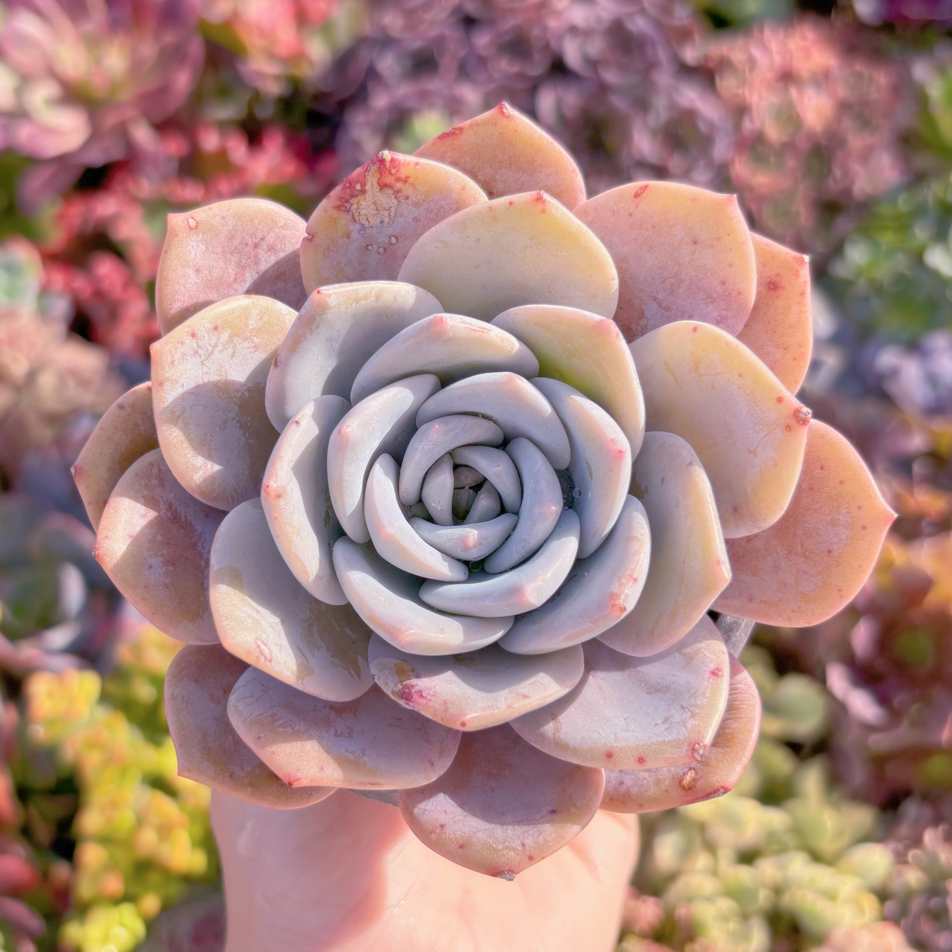 現品　雪茶#F084　るる農園