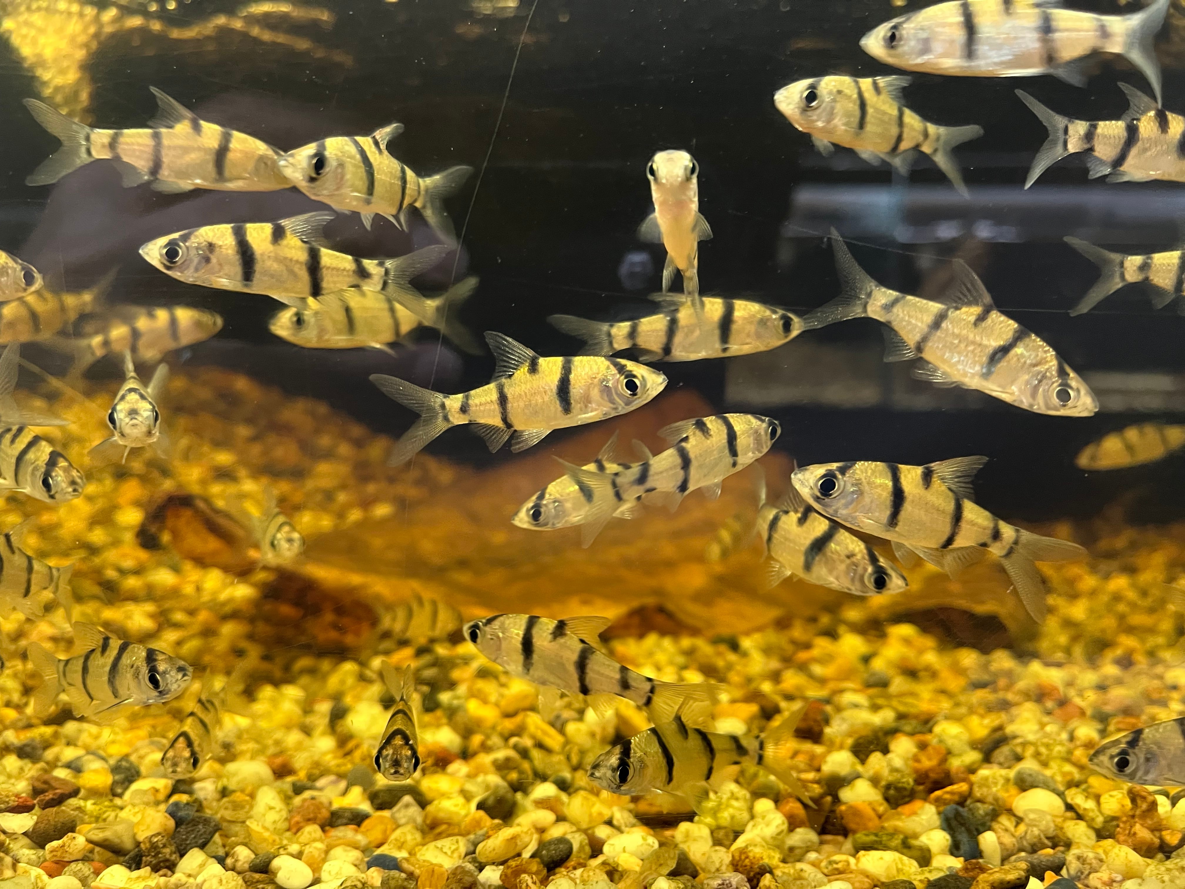 5匹】インドネシア直輸入便WILDデスモプンティウスエンデカナリス3-4cm