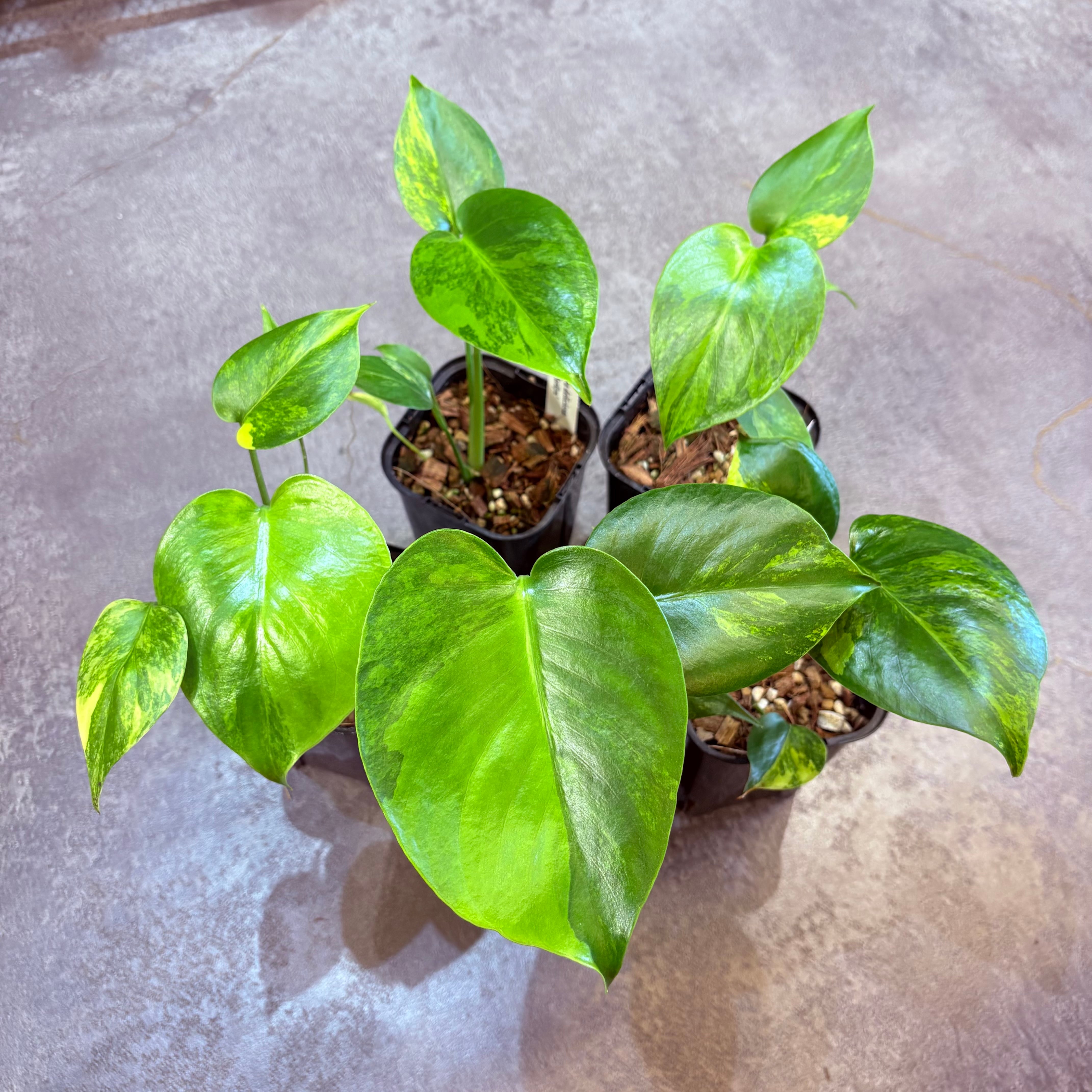 モンステラ デリシオーサ イエローマリリン 3.5号 | Green Vibes