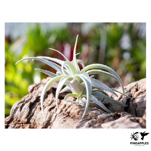 Tillandsia gardneri var. rupicola (Compacta, Lavender Petal Ex. Sharon Peterson) 【現品】