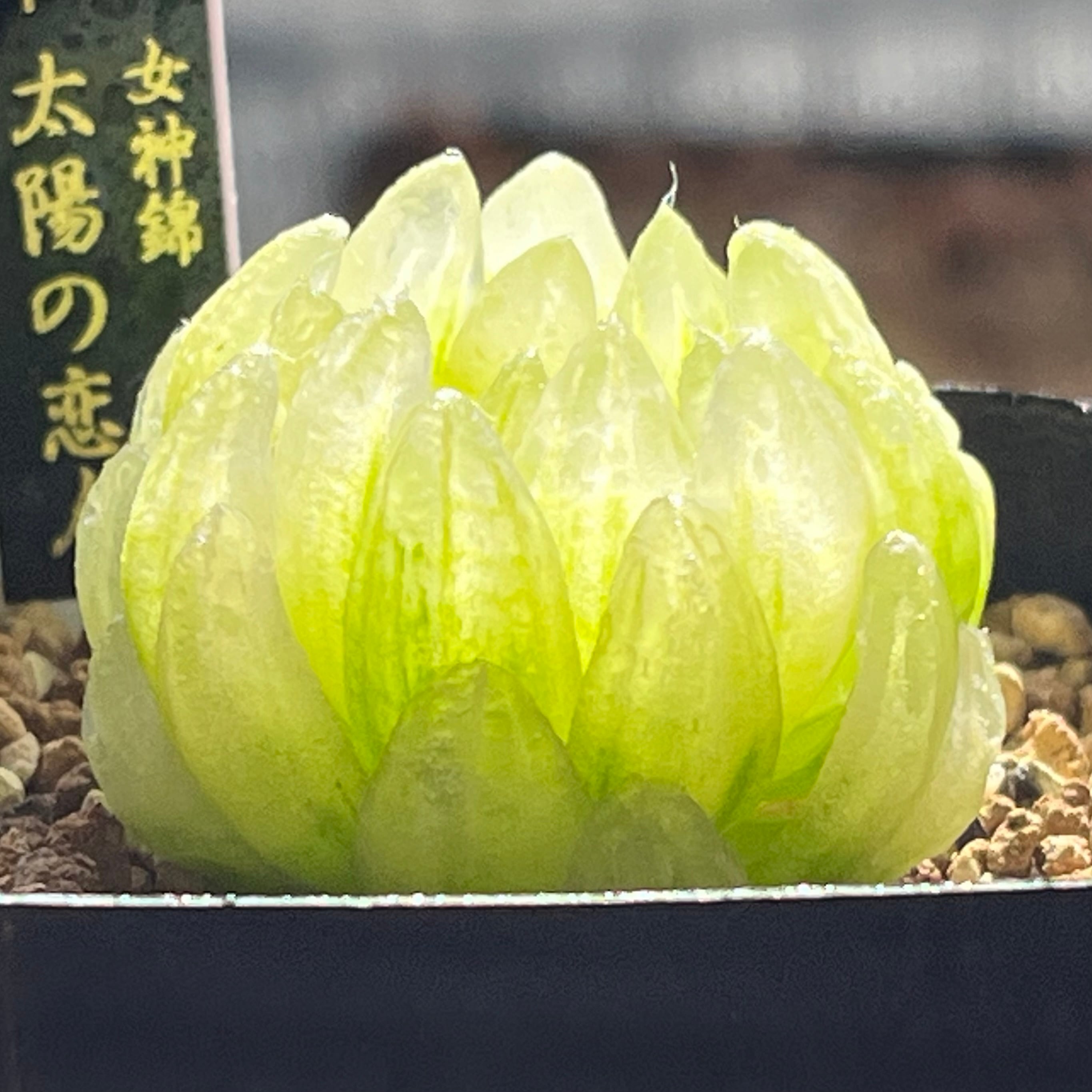 ハオルチア 太陽の恋人(微発根) ハオルチア 太陽の恋人(微発根) | mocono_plants