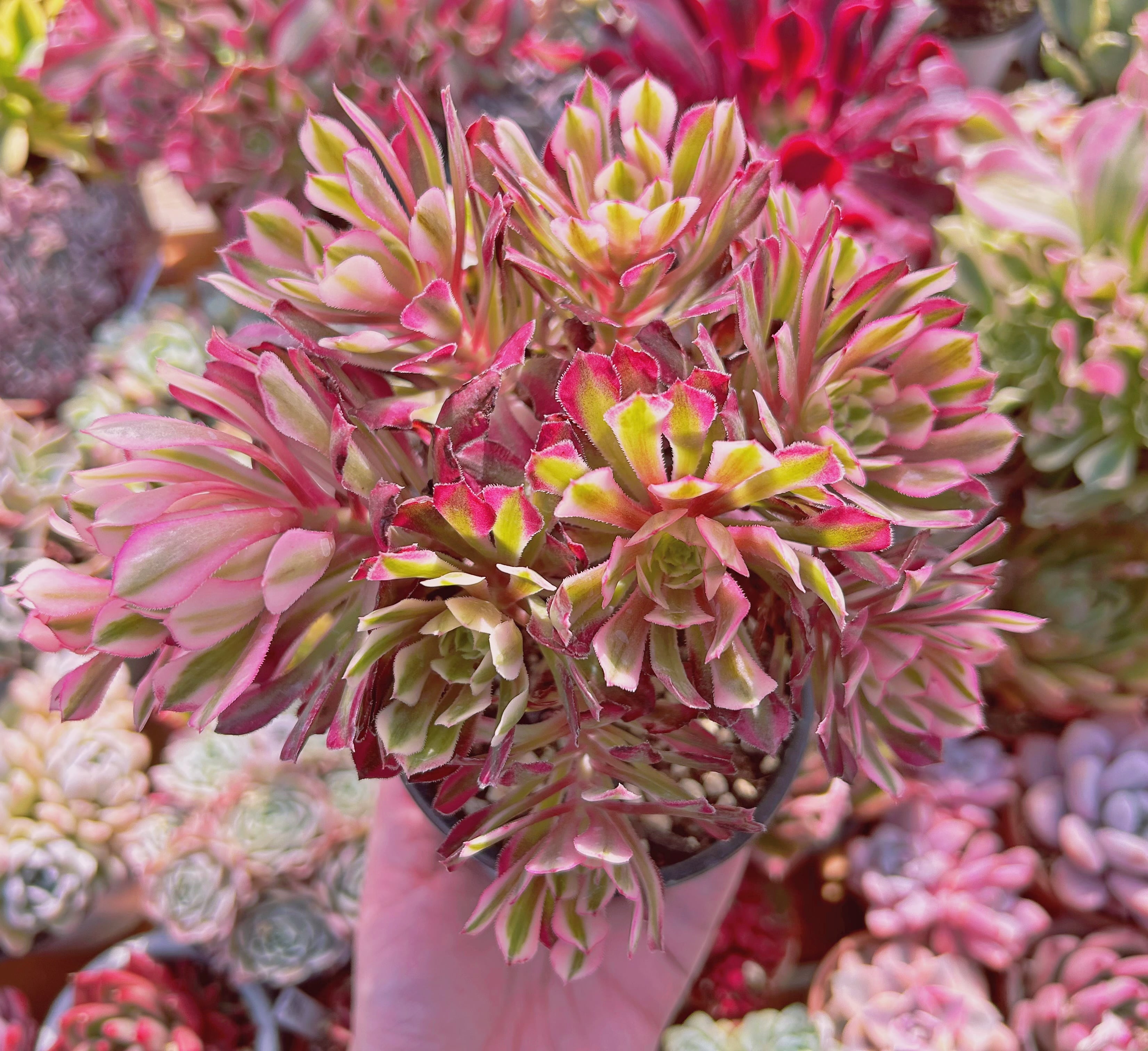 #791現物　多肉植物　Aeonium   ブラックチェリー　特大　抜き苗