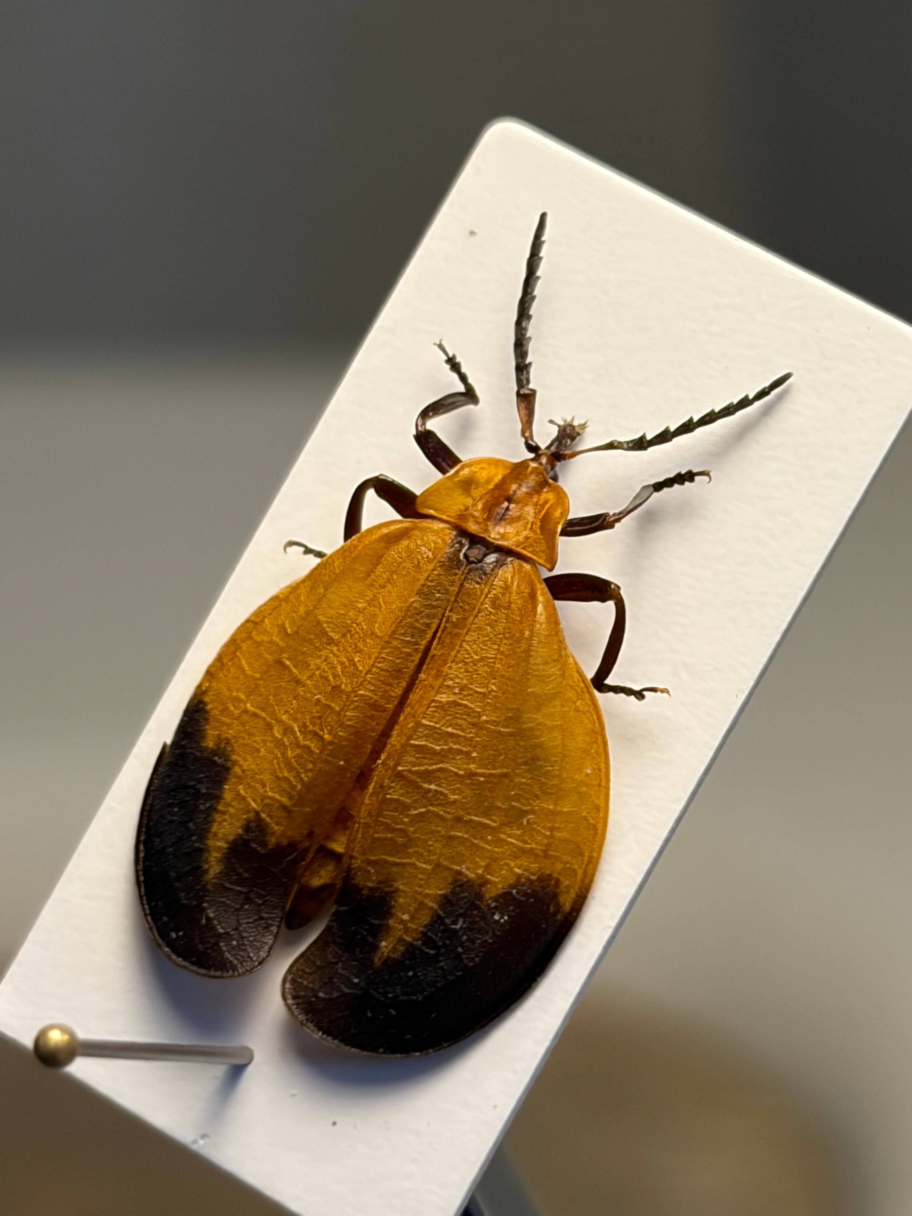 ベニボタルの一種 昆虫標本 ホタル標本 蛍タランチュラムカデ