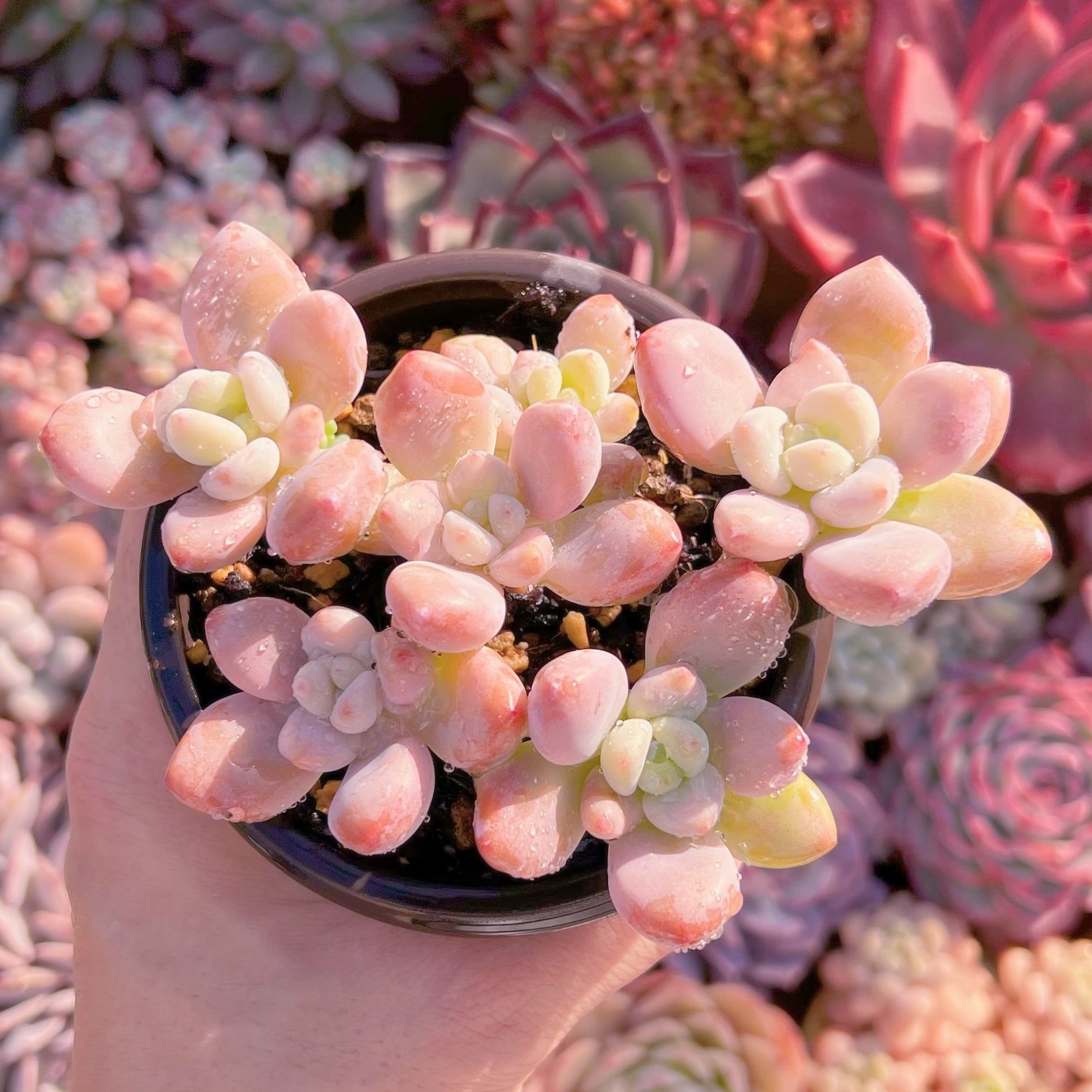 現品　マカロン#634　古株　るる農園