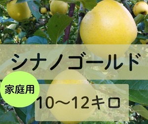 ☆11月2日から　シナノゴールド【家庭用10～12キロ】4,900円(税込)